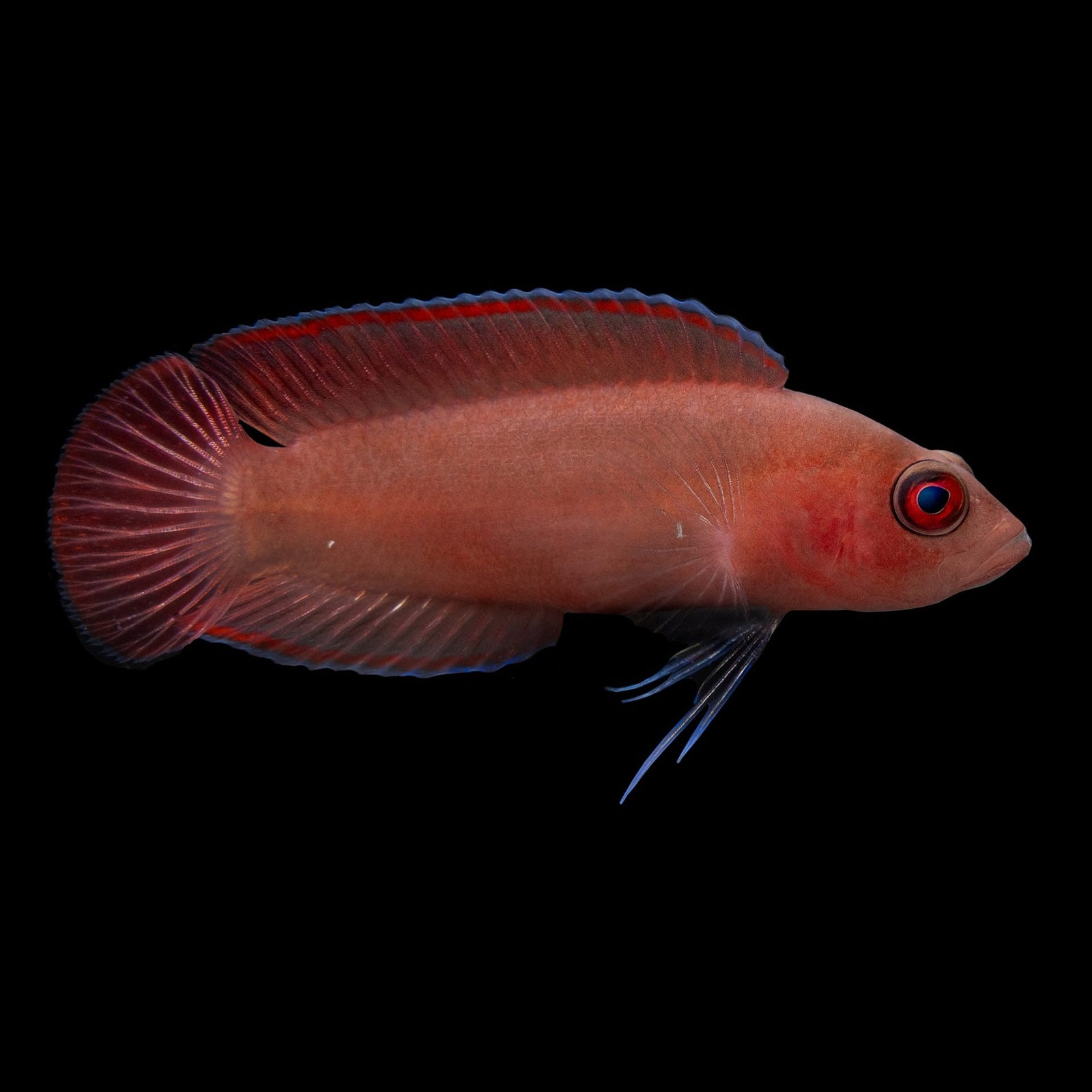 Lyretail Dottyback (Pseudochromis Steenei) saltwater aquarium fish