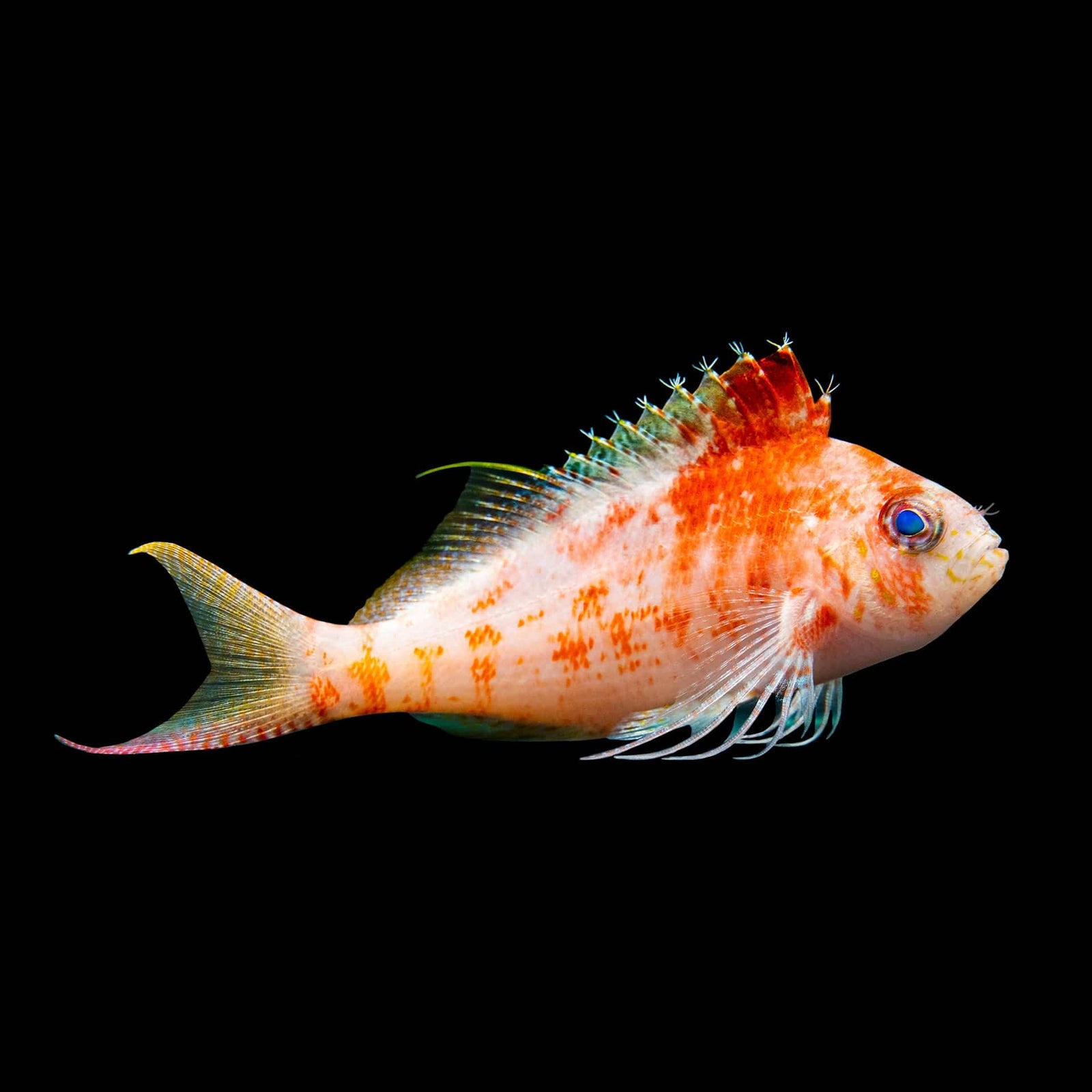 Lyretail Hawkfish (Cyprinocirrhites Polyactis) saltwater aquarium fish