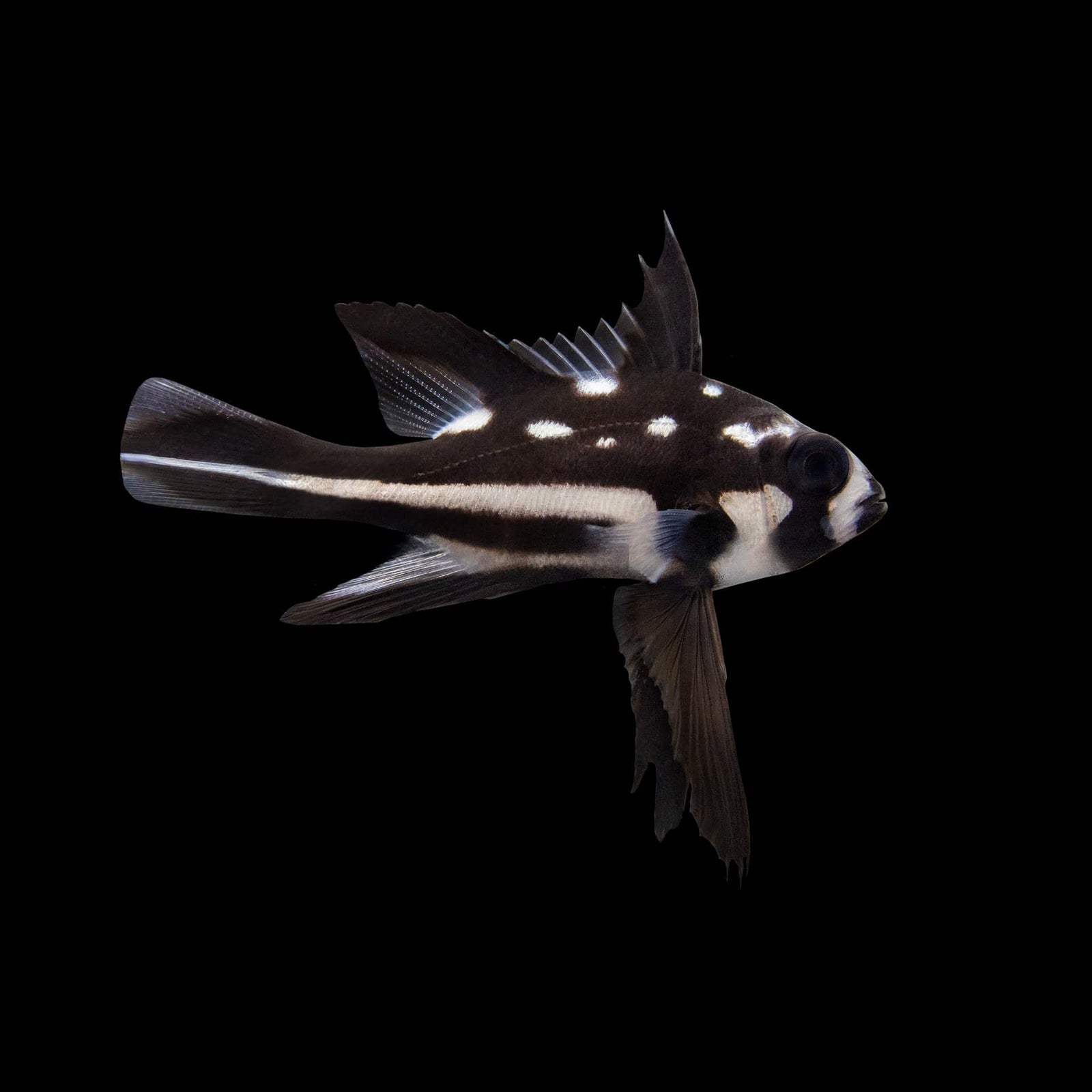 Macolor Snapper (Macolor Niger) saltwater aquarium fish