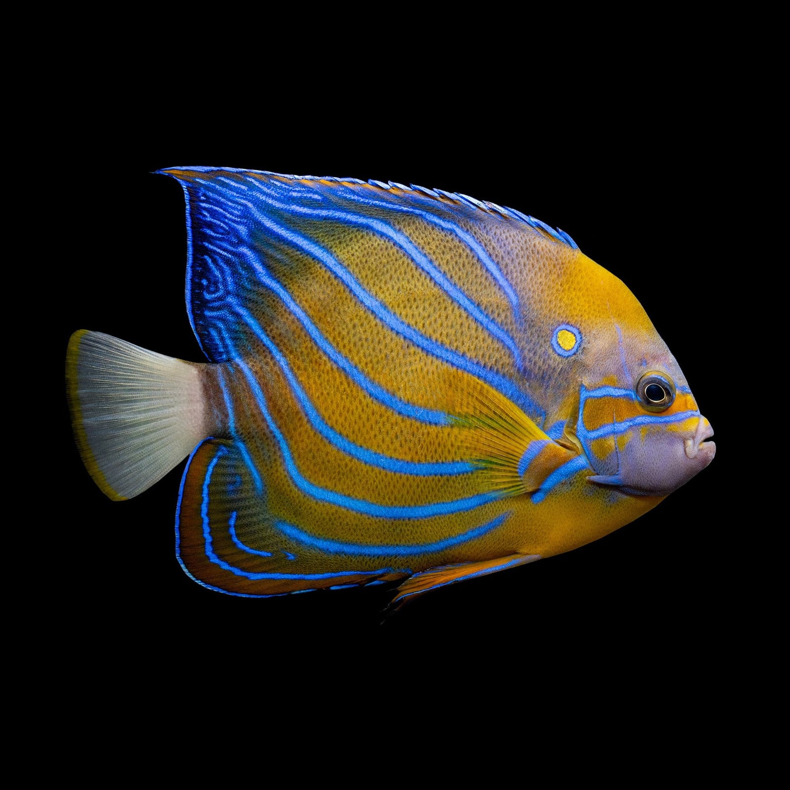 Maculosus Angelfish (Pomacanthus Maculosus) saltwater aquarium fish