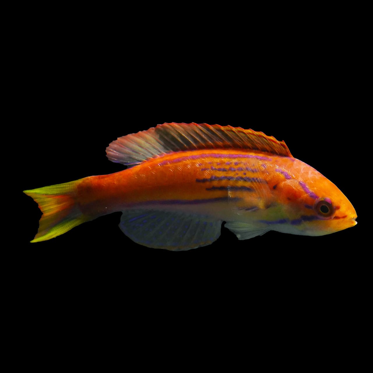Madagascar Flasher Wrasse (Paracheilinus Hemitaeniatus) saltwater aquarium fish