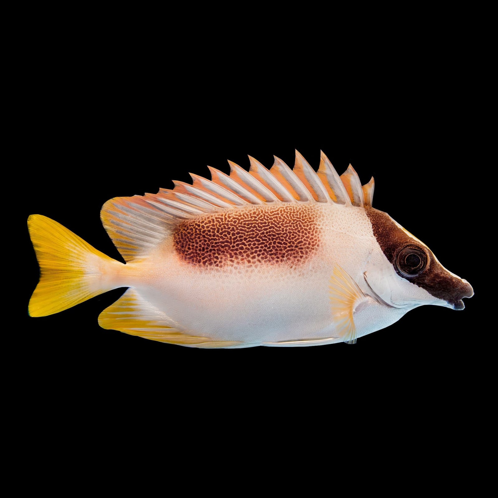 Magnificent Foxface (Siganus magnificus) saltwater aquarium fish