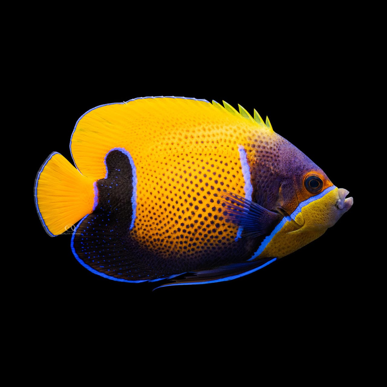 Majestic Angelfish saltwater aquarium fish