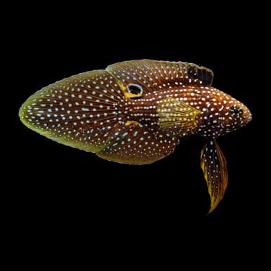 Marine Betta (Calloplesiops Altivelis) saltwater aquarium fish