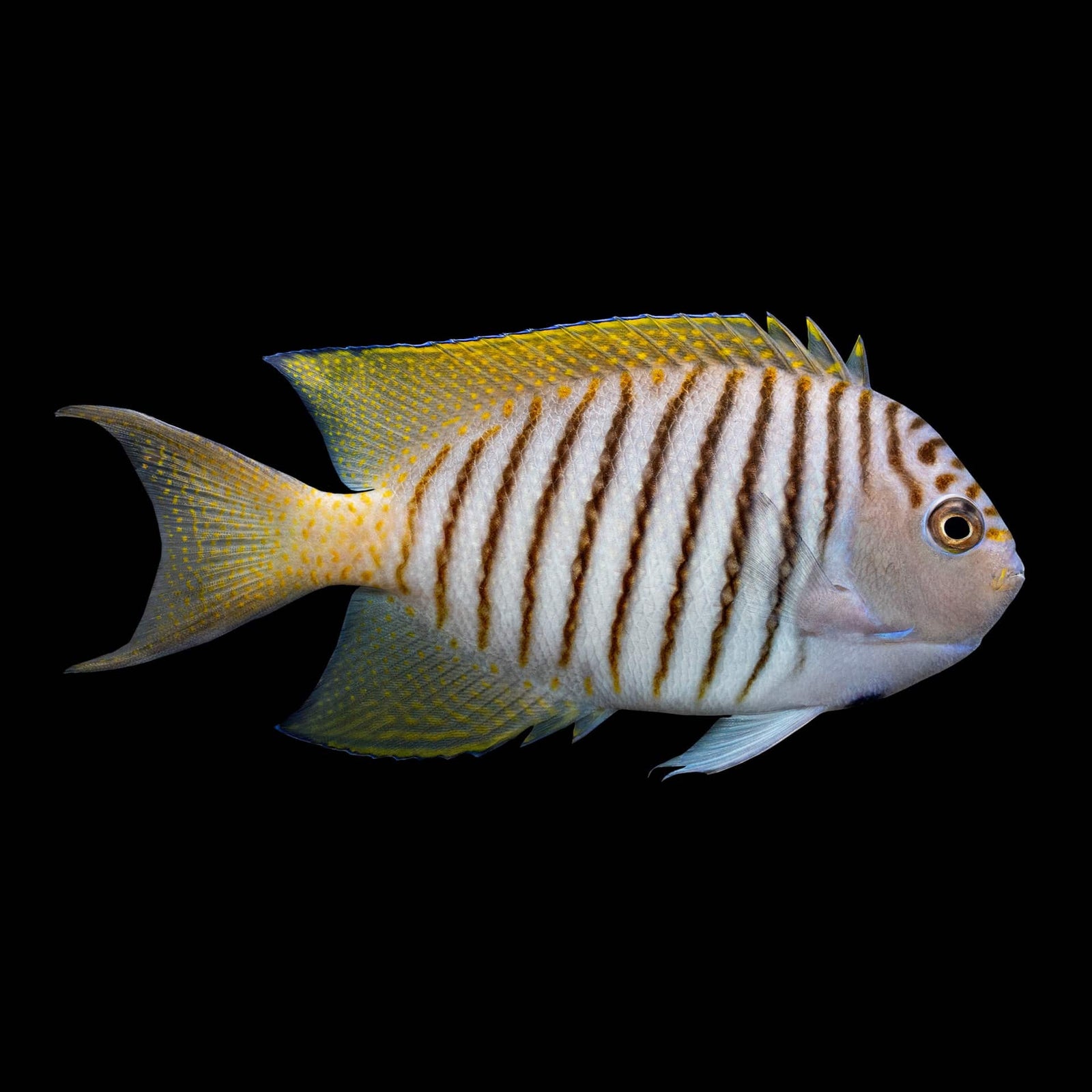 Masked Swallowtail Angelfish (Genicanthus Semifasciatus) saltwater aquarium fish
