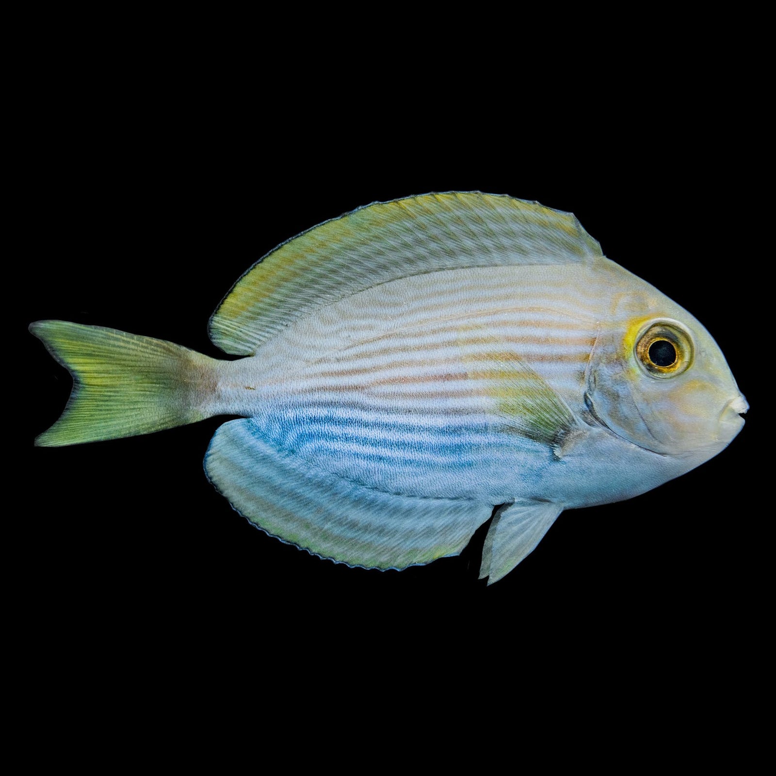 Mata Tang (Acanthurus Mata) saltwater aquarium fish