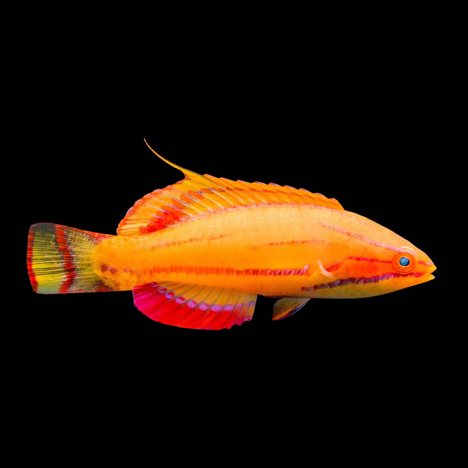 McCoskers cf Africa Flasher Wrasse (Paracheilinus Cf Mccoskeri) saltwater aquarium fish