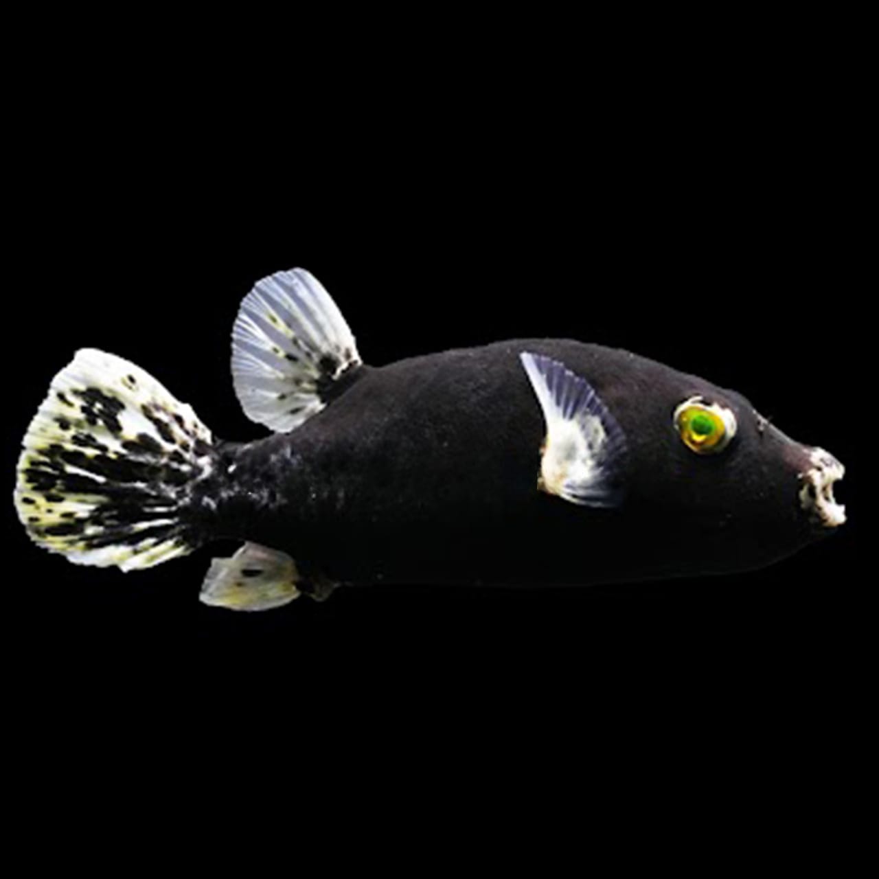 Midnight Dogface Puffer (Arothron Cf Nigropunctatus) saltwater aquarium fish