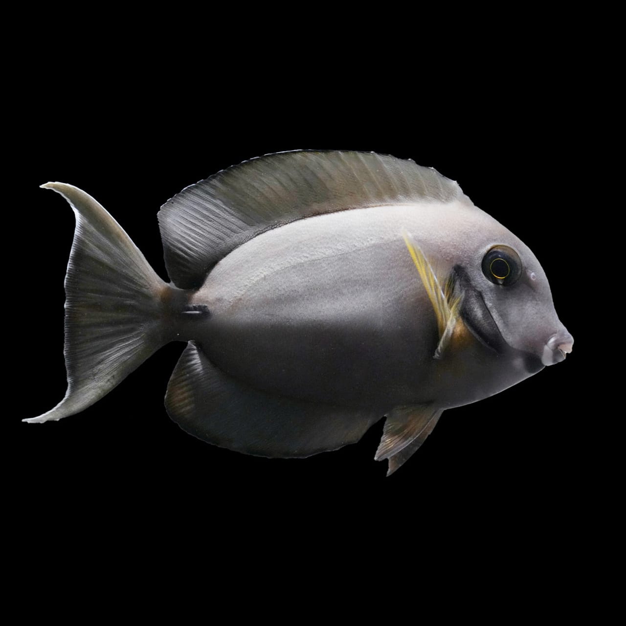 Mimic Eibli Tang (Acanthurus Tristis) saltwater aquarium fish