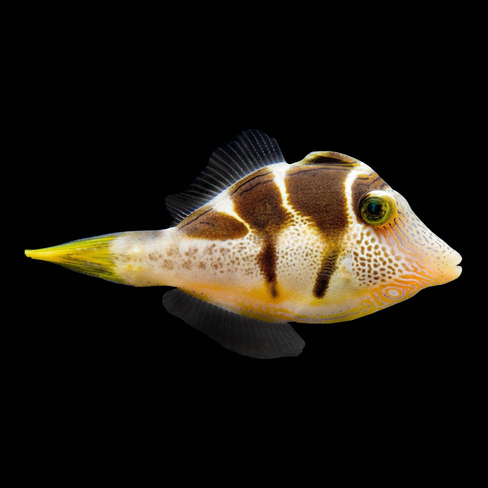 Mimic Saddle Puffer Filefish (Paraluterus Prionurus) saltwater aquarium fish