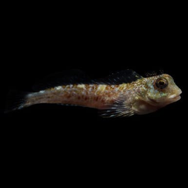 Molly Miller Blenny (Scartella Cristata) saltwater aquarium fish