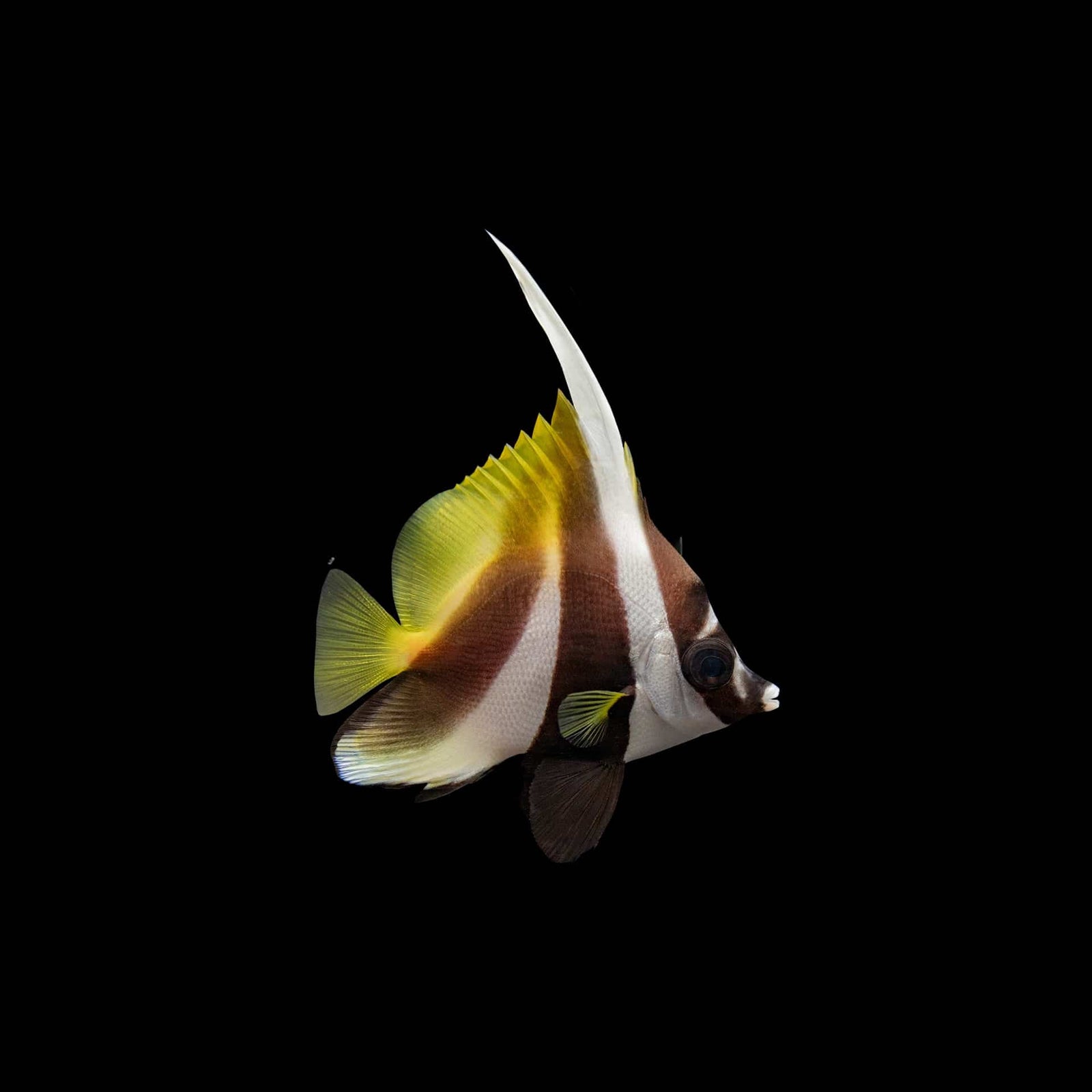 Monoceros Masked Heniochus Butterfly (Heniochus Monoceros) saltwater aquarium fish