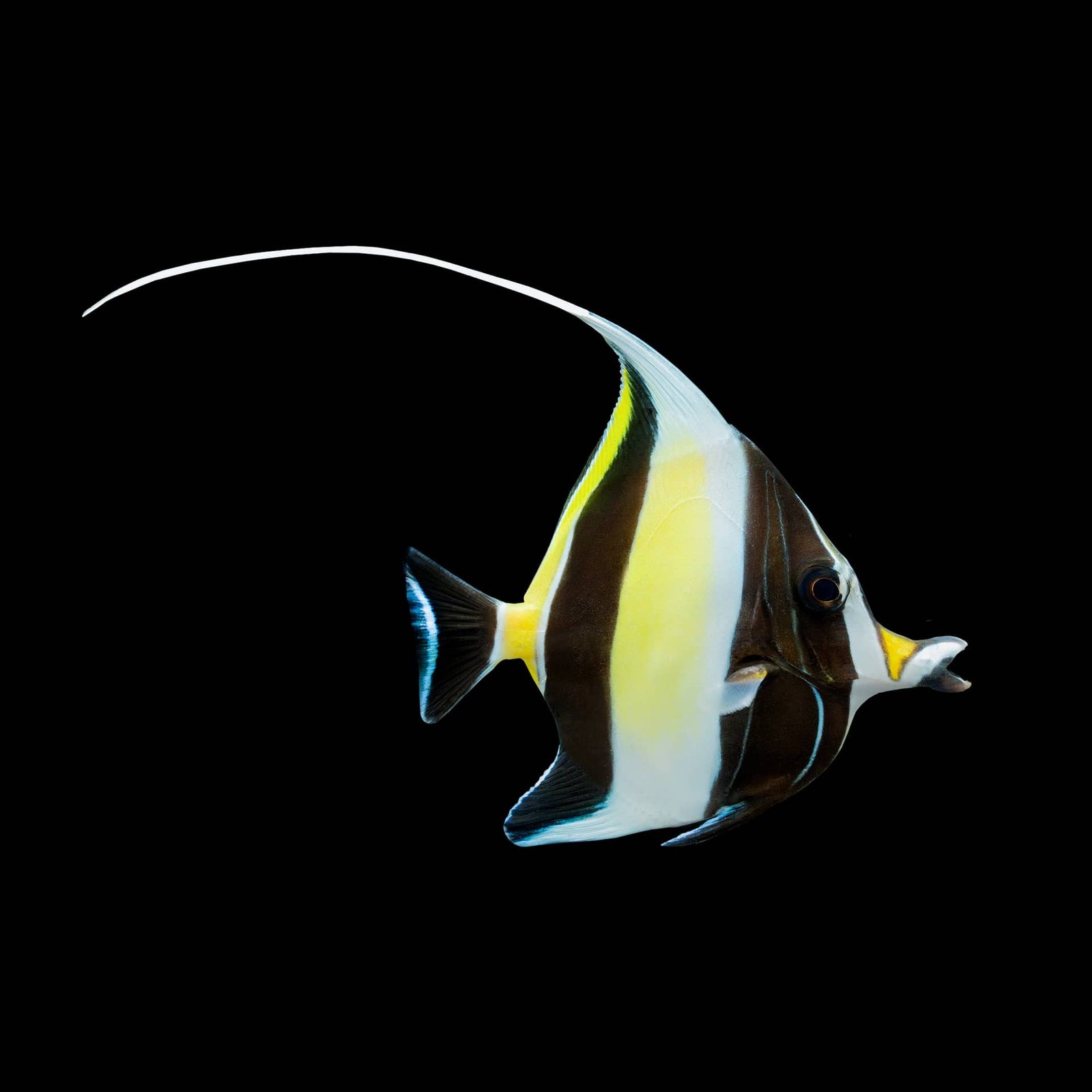 Moorish Idol (Zanclus Canescens) saltwater aquarium fish
