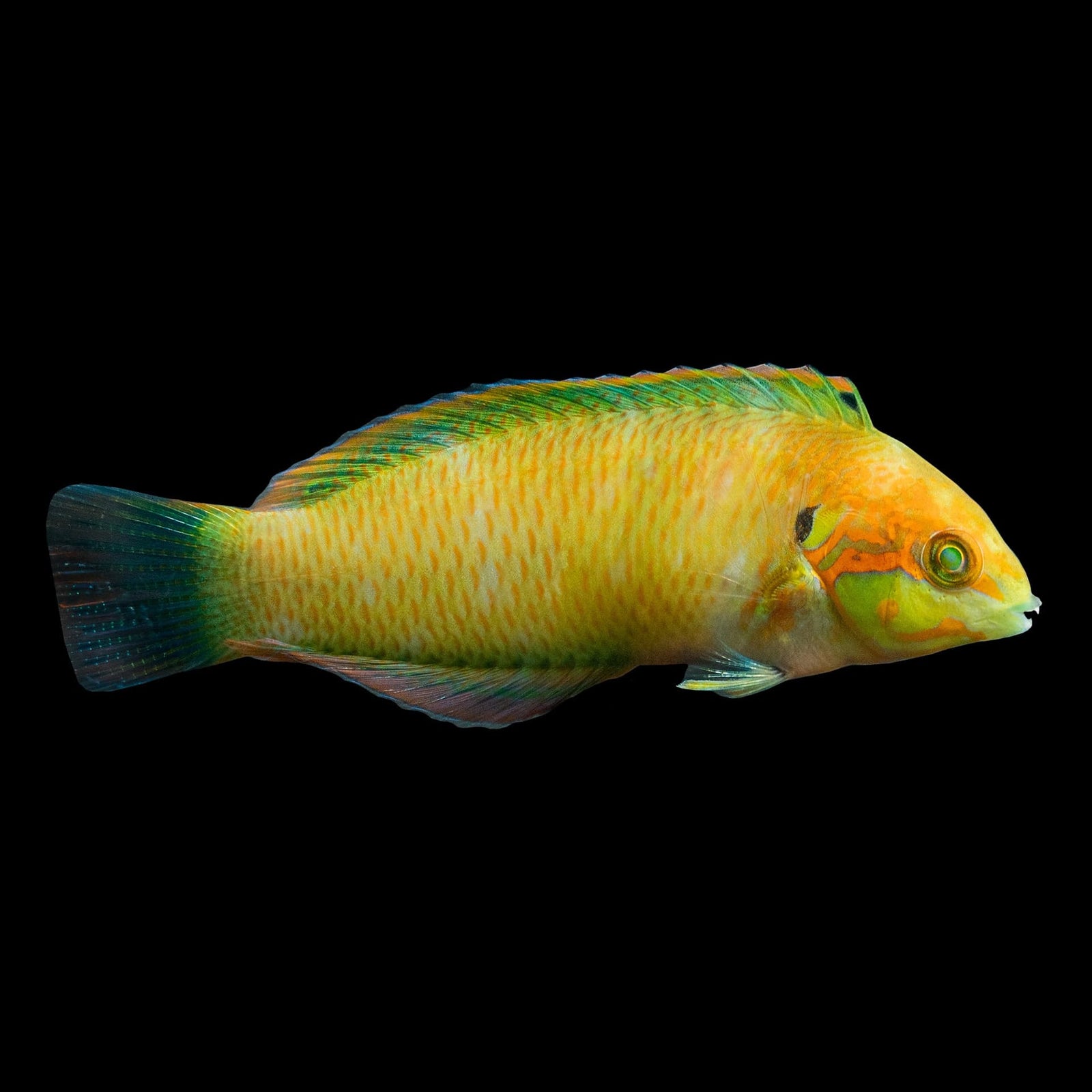 Moyer's Leopard Wrasse (Macropharyngodon Moyeri) saltwater aquarium fish