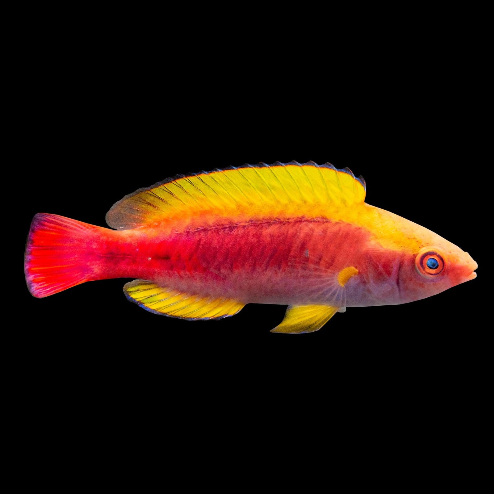 Multicolor Fairy Wrasse (Cirrhilabrus Lubbocki) saltwater aquarium fish