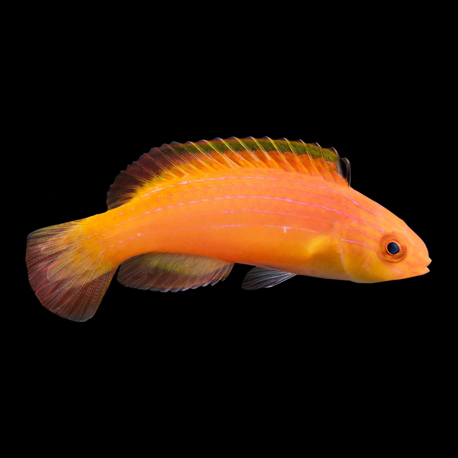 Nahacky's Fairy Wrasse (Cirrhilabrus Nahackyi) saltwater aquarium fish