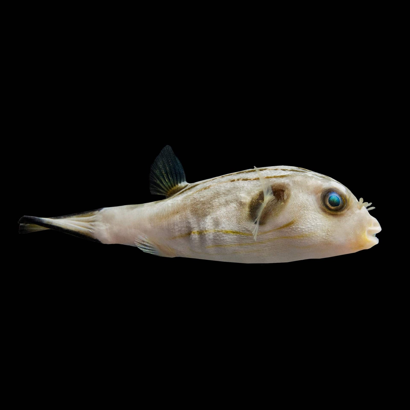 Narrow Lined Puffer (Arothron Manilensis) saltwater aquarium fish