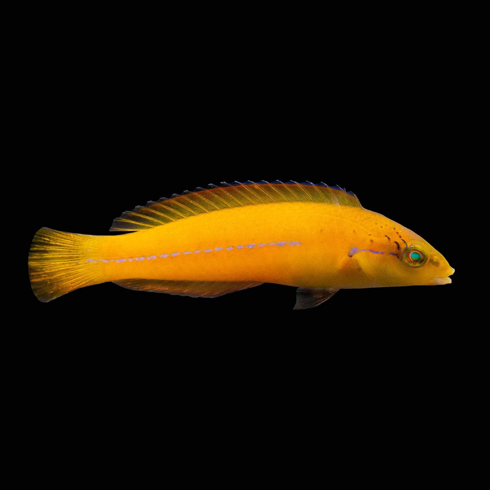 Neon Wrasse (Halichoeres Garnoti) saltwater aquarium fish