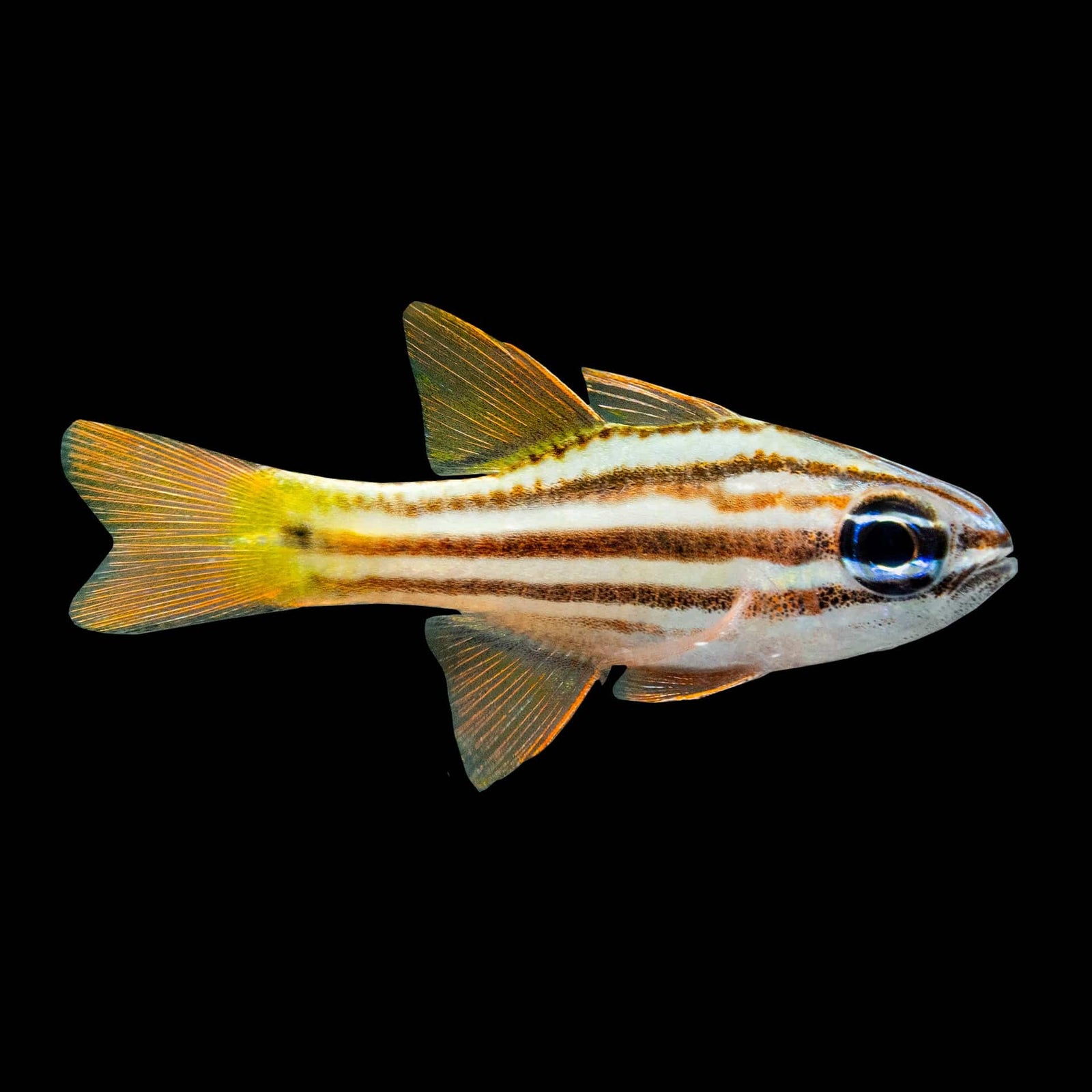 Ochre Striped Cardinalfish (Ostorhinchus Compressus) saltwater aquarium fish