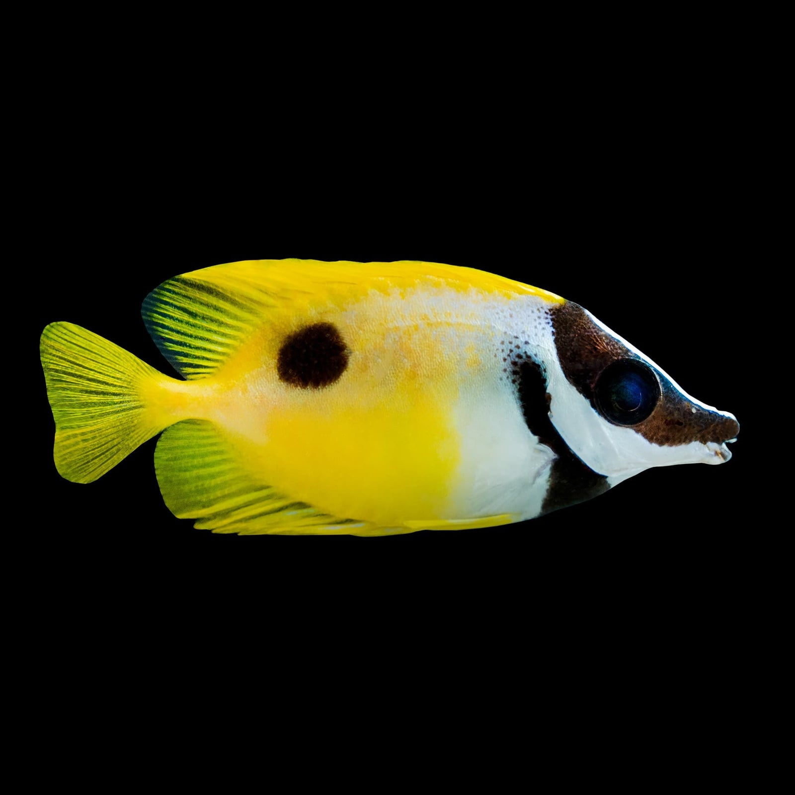 One Spot Foxface (Siganus Unimaculatus) saltwater aquarium fish