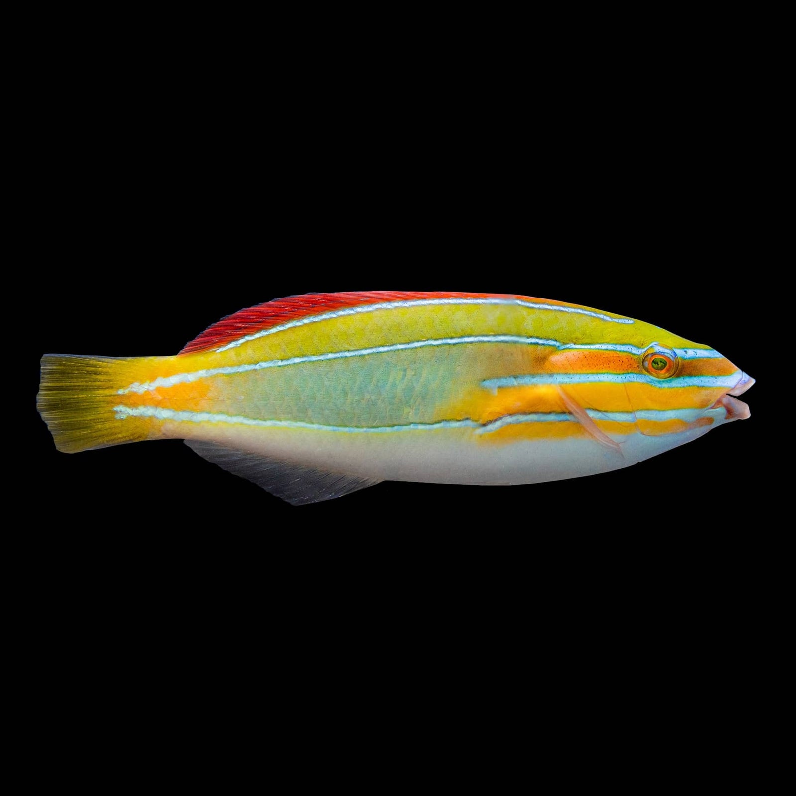 Orange Bar Wrasse (Stethojulis Balteata) saltwater aquarium fish