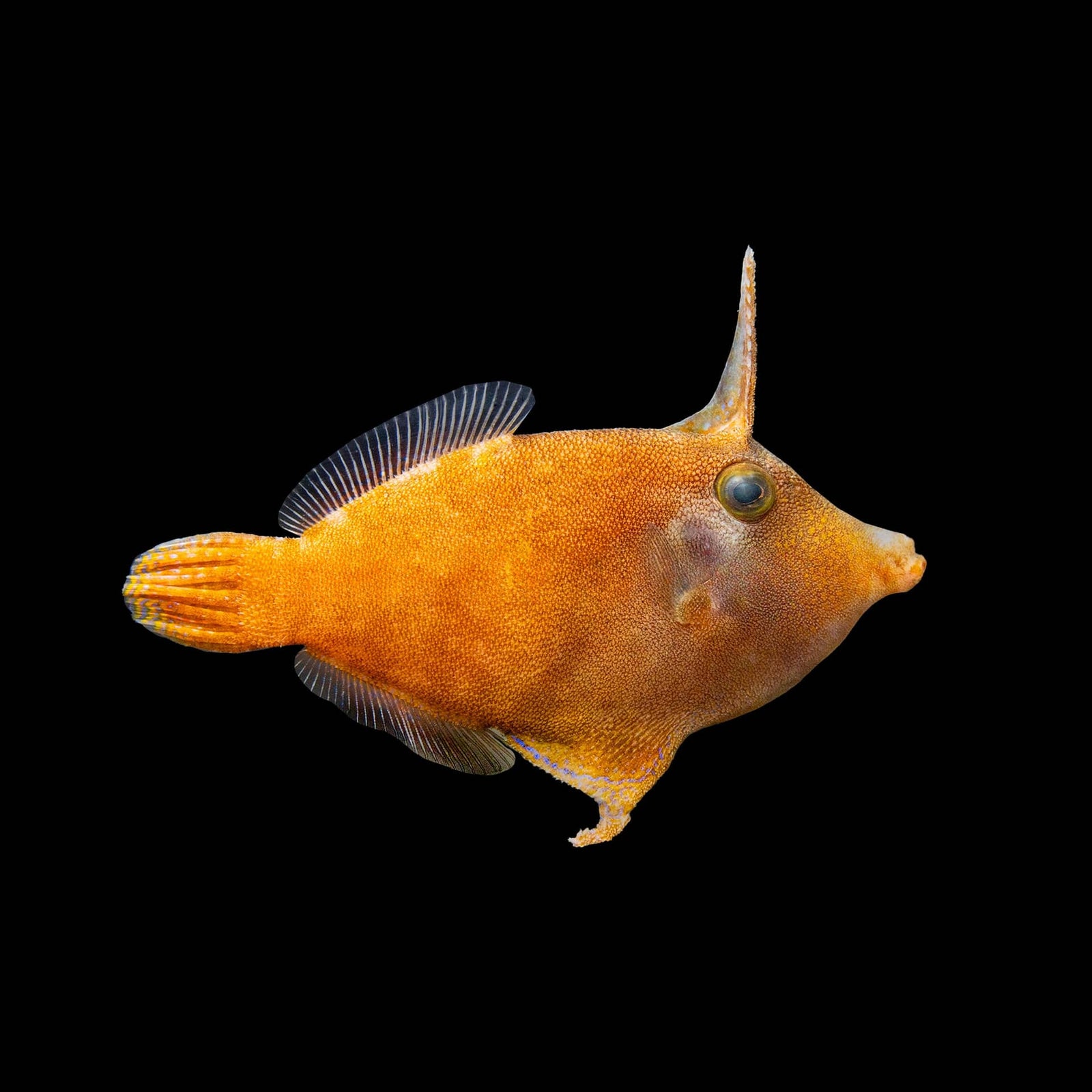 Orange Body Filefish (Pervagor Melanocephalus) saltwater aquarium fish