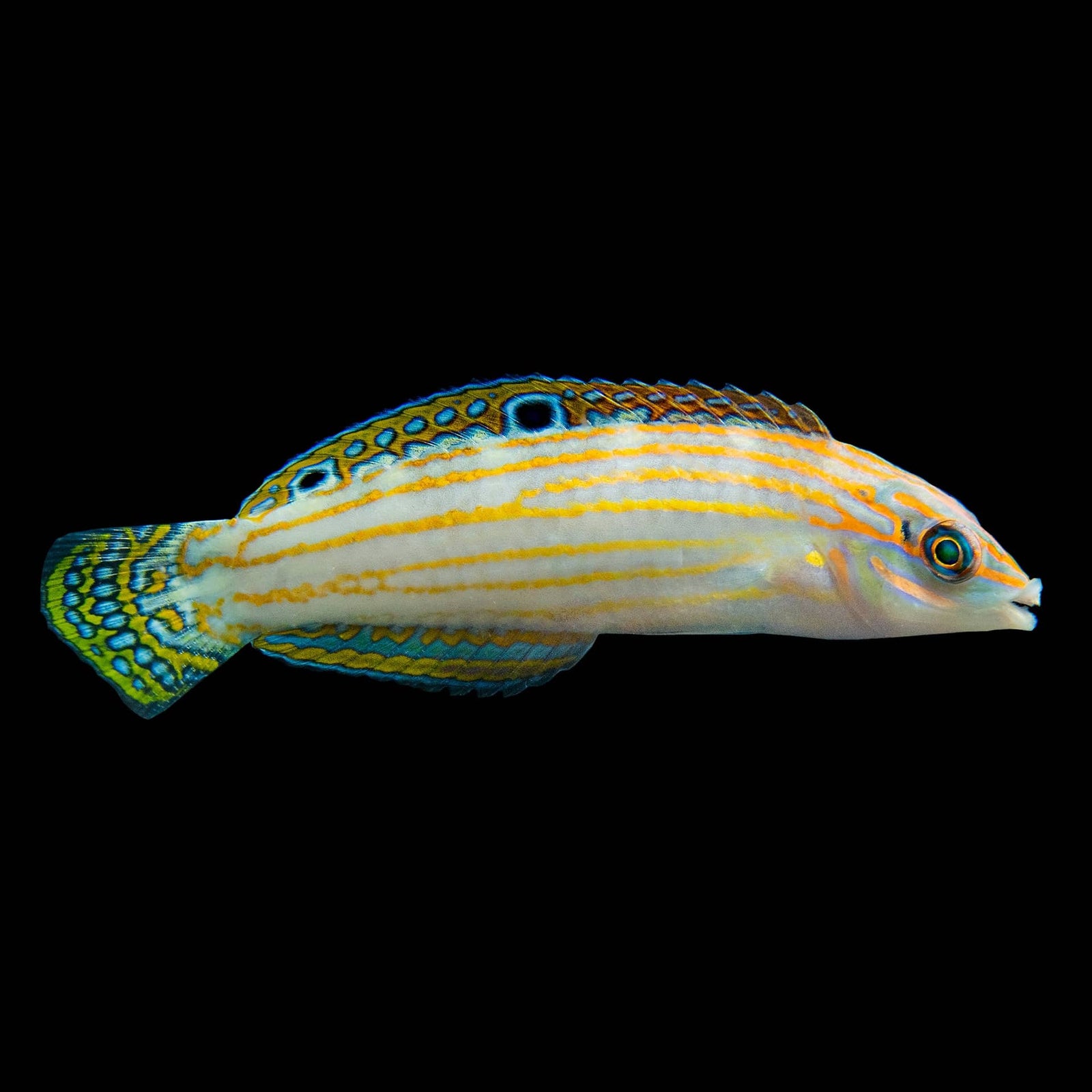 Orange Lined Adorned Wrasse (Halichoeres Cosmetus) saltwater aquarium fish