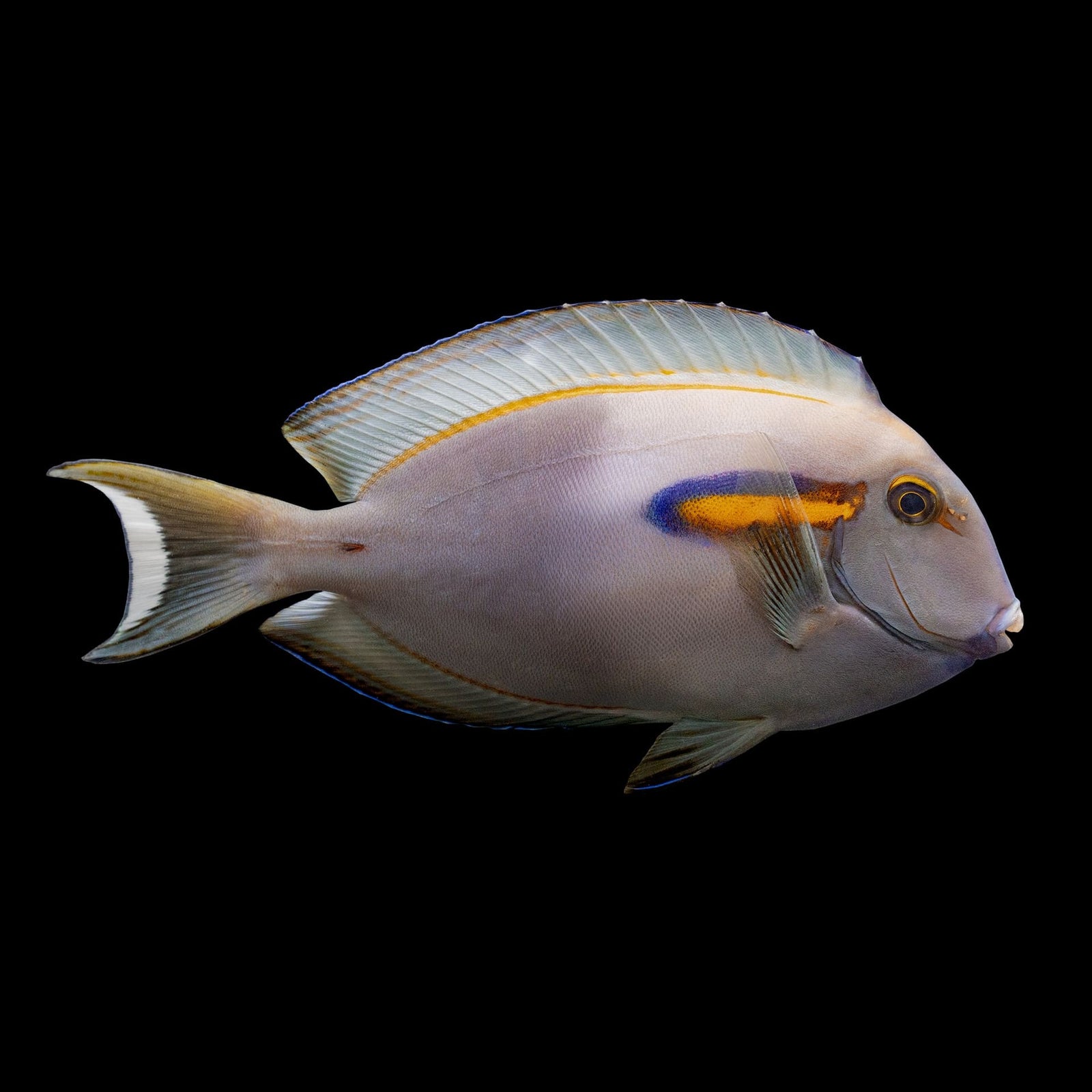 Orange Shoulder Tang (Acanthurus Olivaceus) saltwater aquarium fish