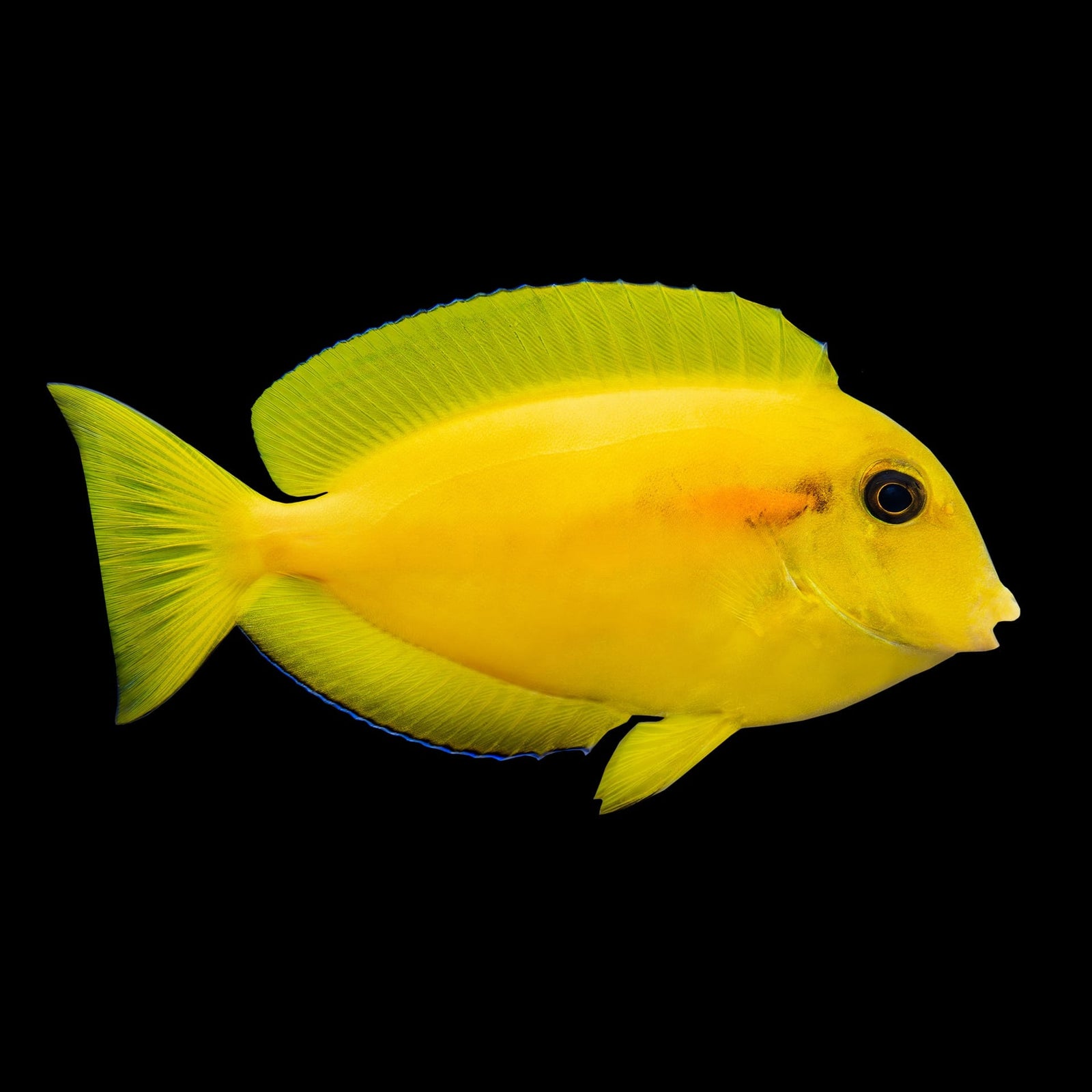 Orange Socket Tang (Acanthurus Auranticavus) saltwater aquarium fish