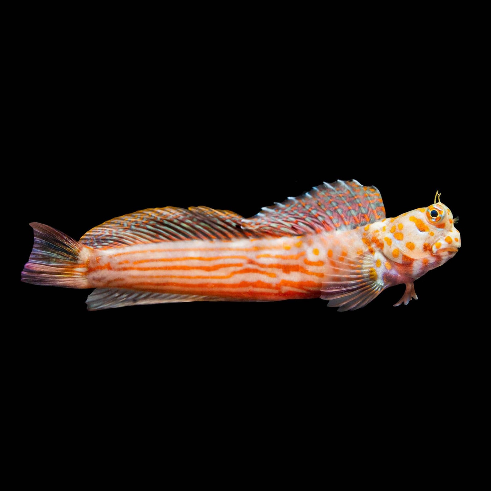 Orange Spotted Blenny (Blenniella Chrysospilos) saltwater aquarium fish