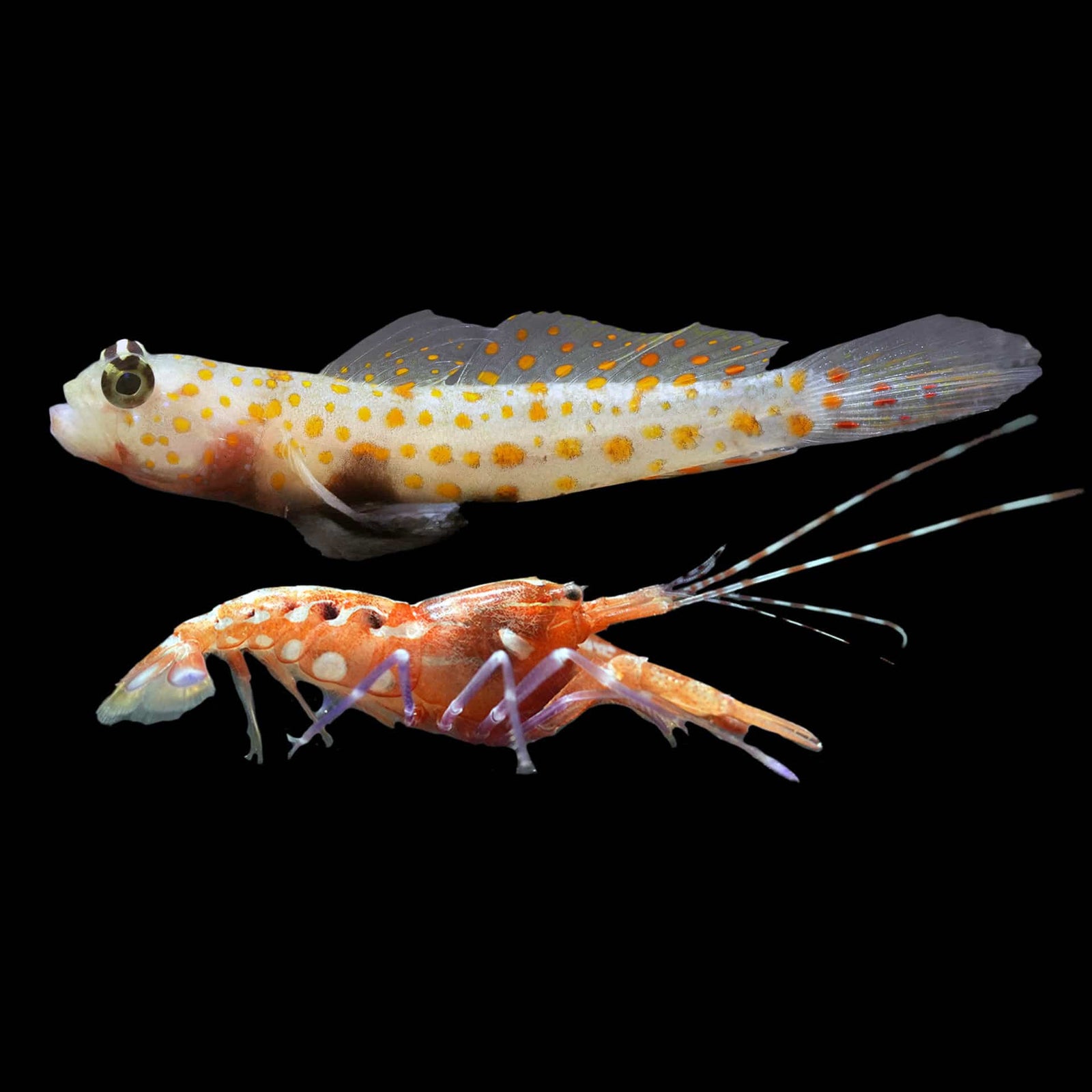 Orange Spotted Watchman Goby (Amblyeleotris Guttata) saltwater aquarium fish