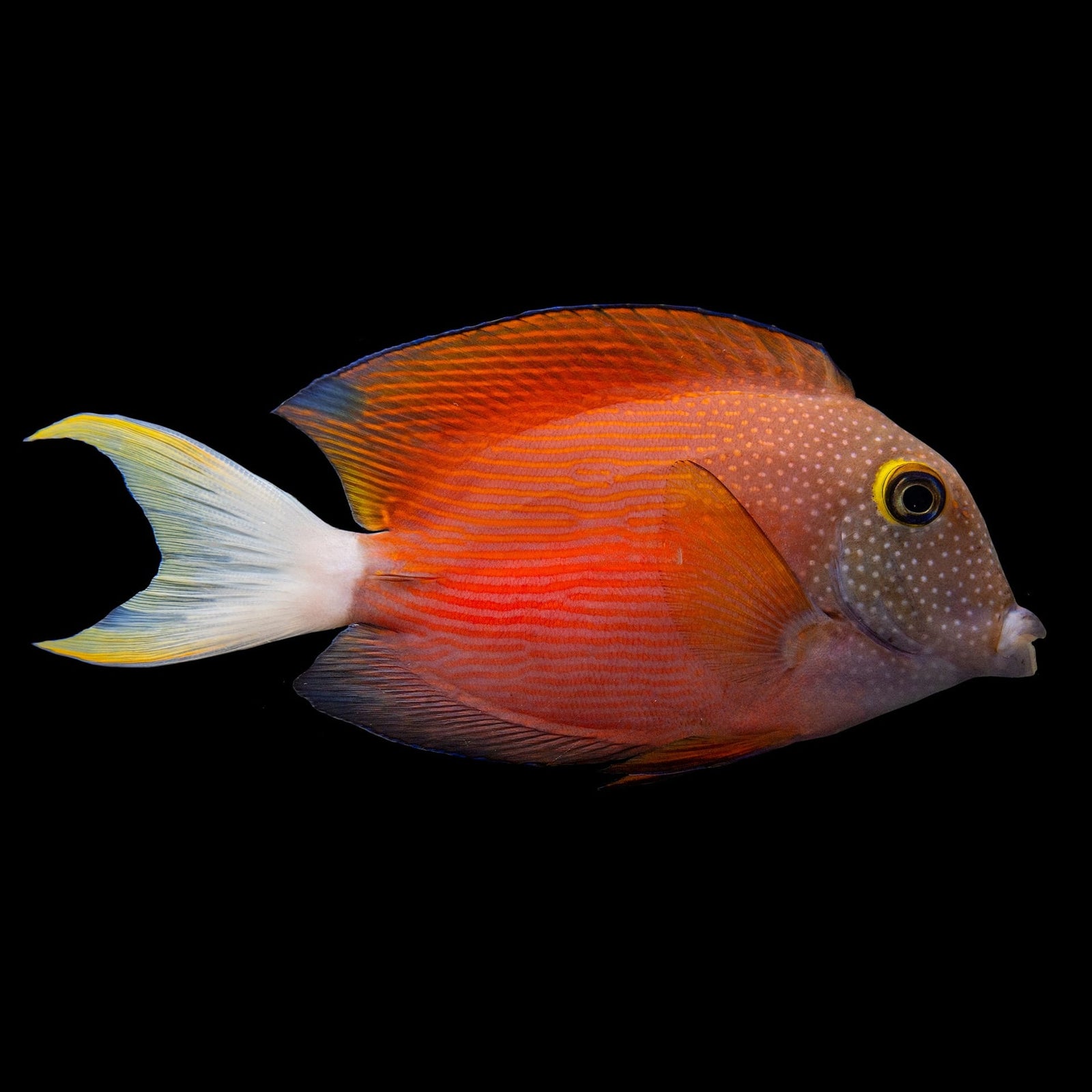 Orange Stripe Bristletooth Tang (Ctenochaetus Cf Striatus) saltwater aquarium fish