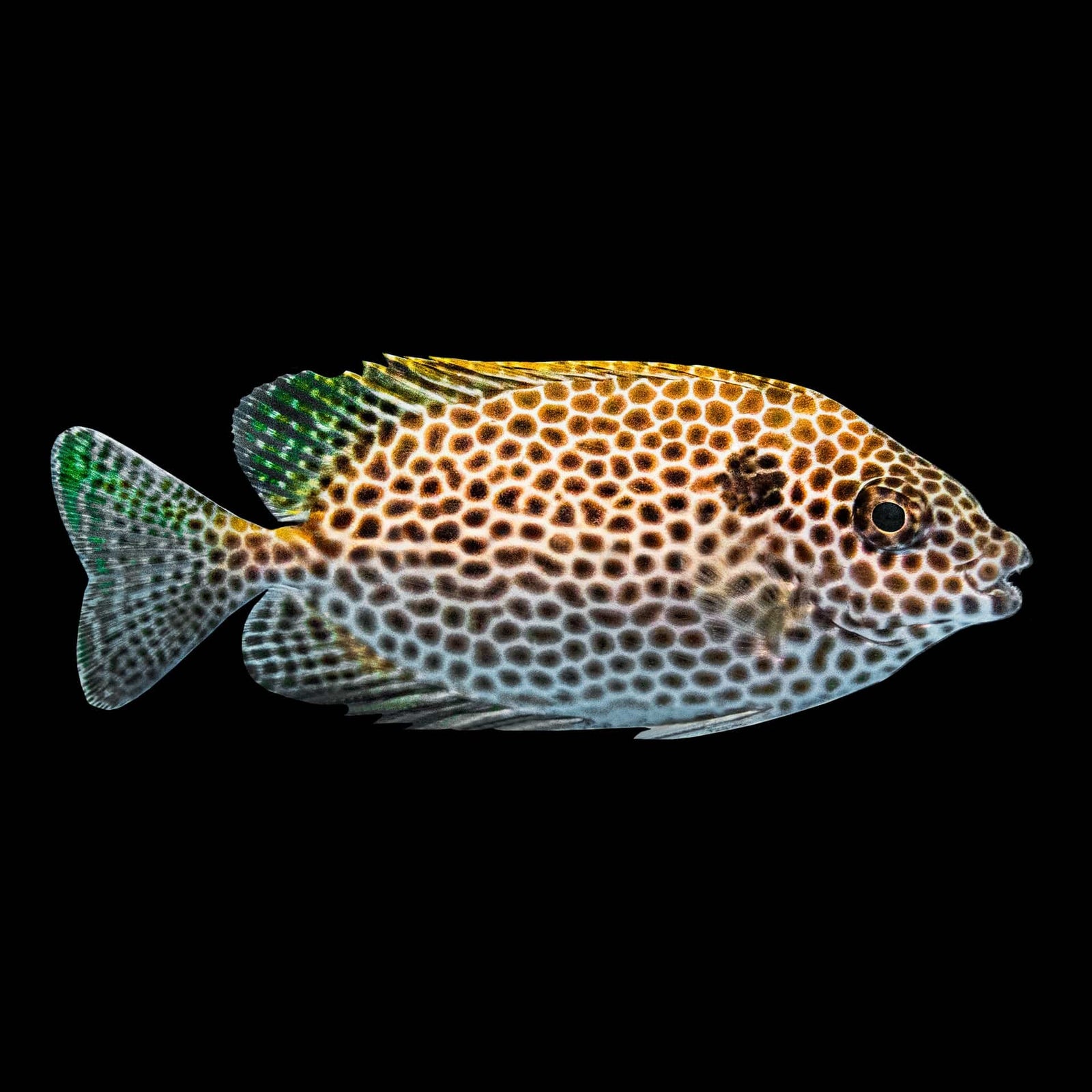 Orangespot Rabbitfish (Siganus Guttatus) saltwater aquarium fish