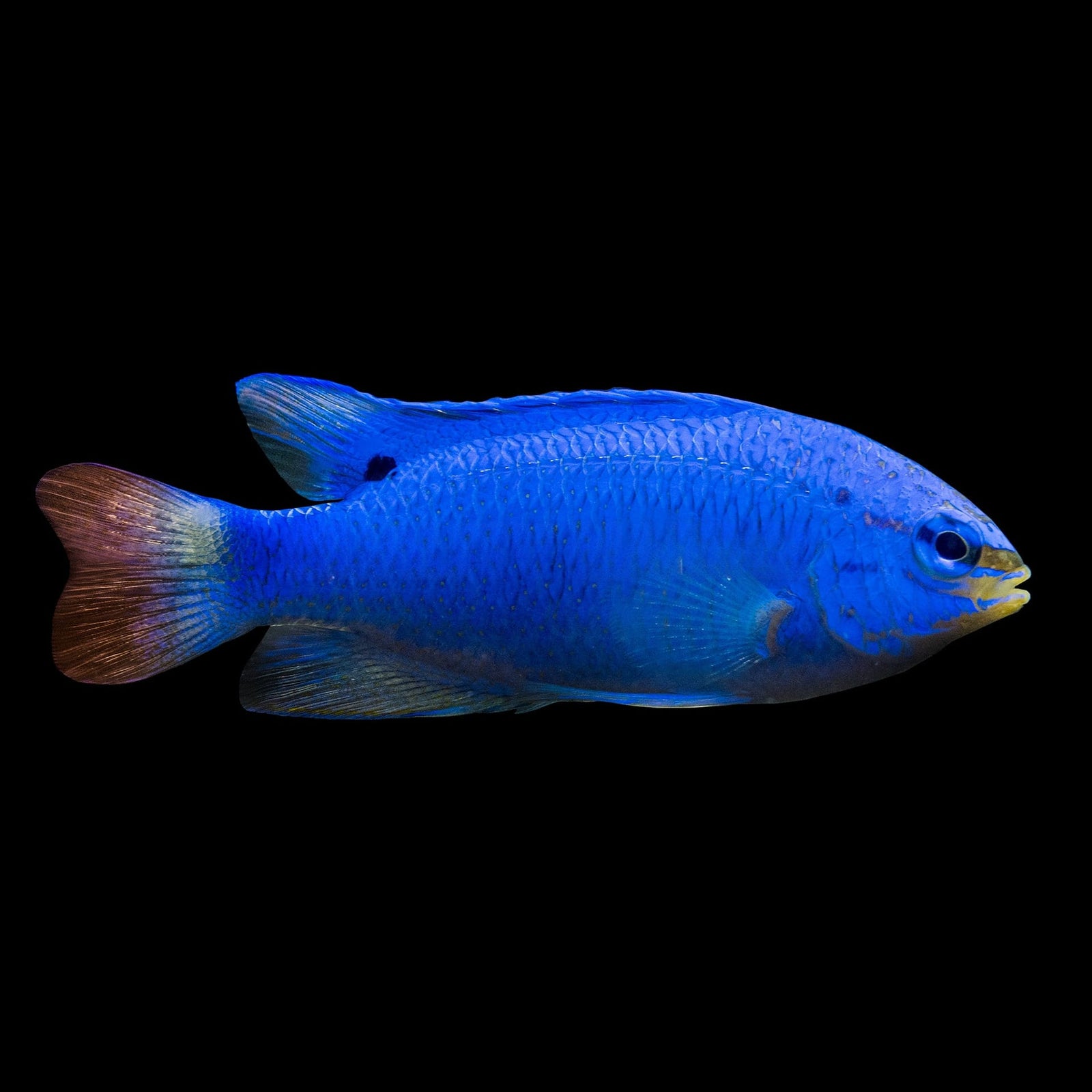 Orangetail Blue Devil Damsel (Chrysiptera Cyanea) saltwater aquarium fish