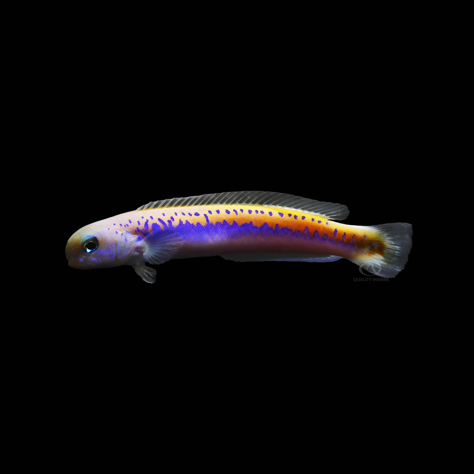 Oreni Tilefish (Hoplolatilus Oreni) saltwater aquarium fish