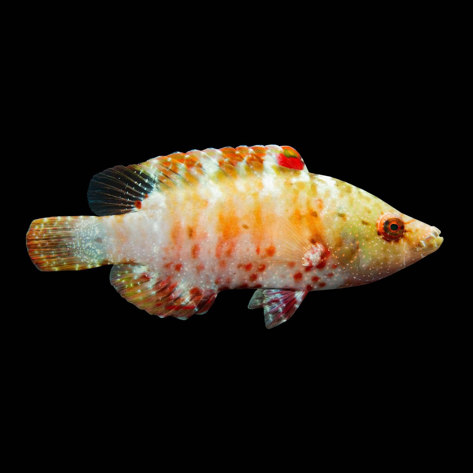 Oriental Maori Wrasse (Cheilinus Orientalis) saltwater aquarium fish