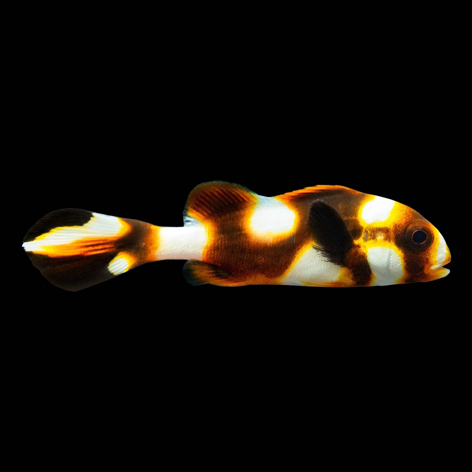 Oriental Sweetlips (Plectorhinchus Vittatus) saltwater aquarium fish