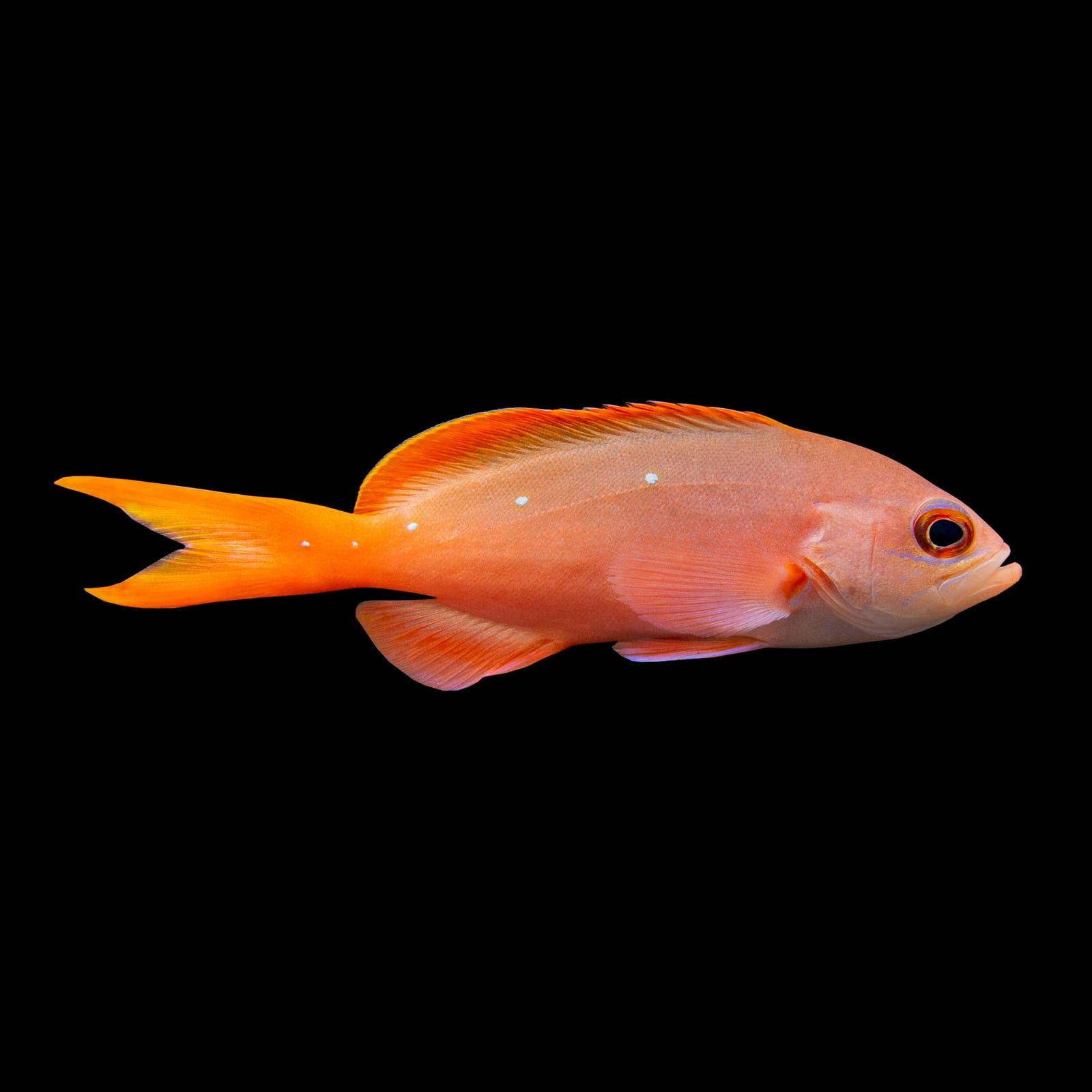 Pacific Creole Anthias (Paranthias Colonus) saltwater aquarium fish
