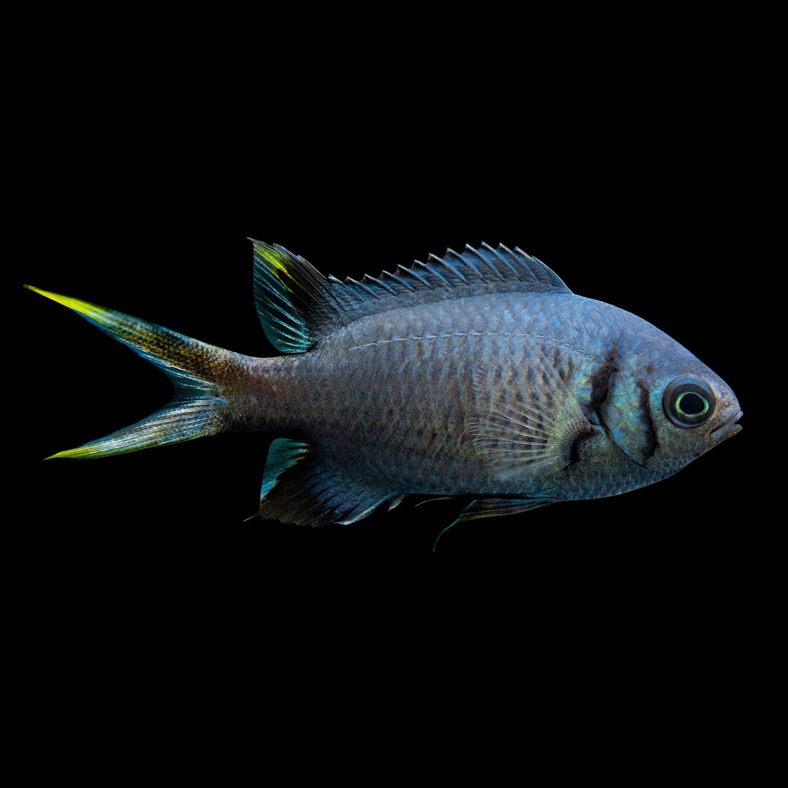 Pale Tail Reef Chromis (Chromis Xanthura) saltwater aquarium fish