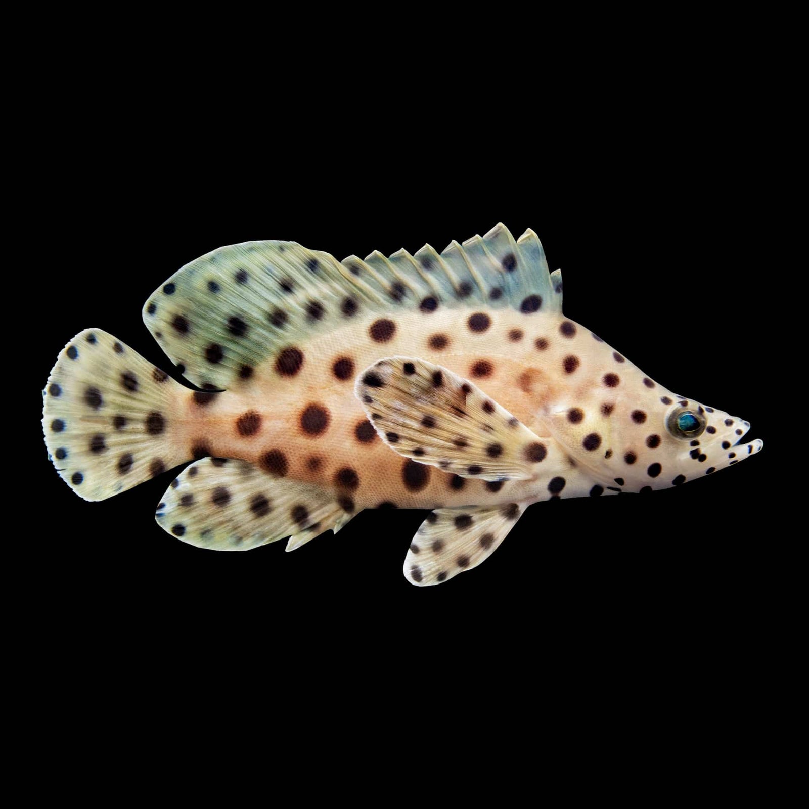 Panther Grouper (Cromileptes Altivelis) saltwater aquarium fish