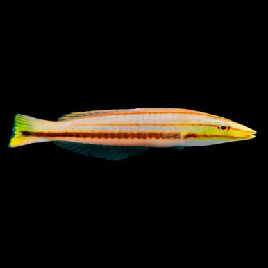 Pastel Ring Wrasse (Hologymnosus Doliatus) saltwater aquarium fish