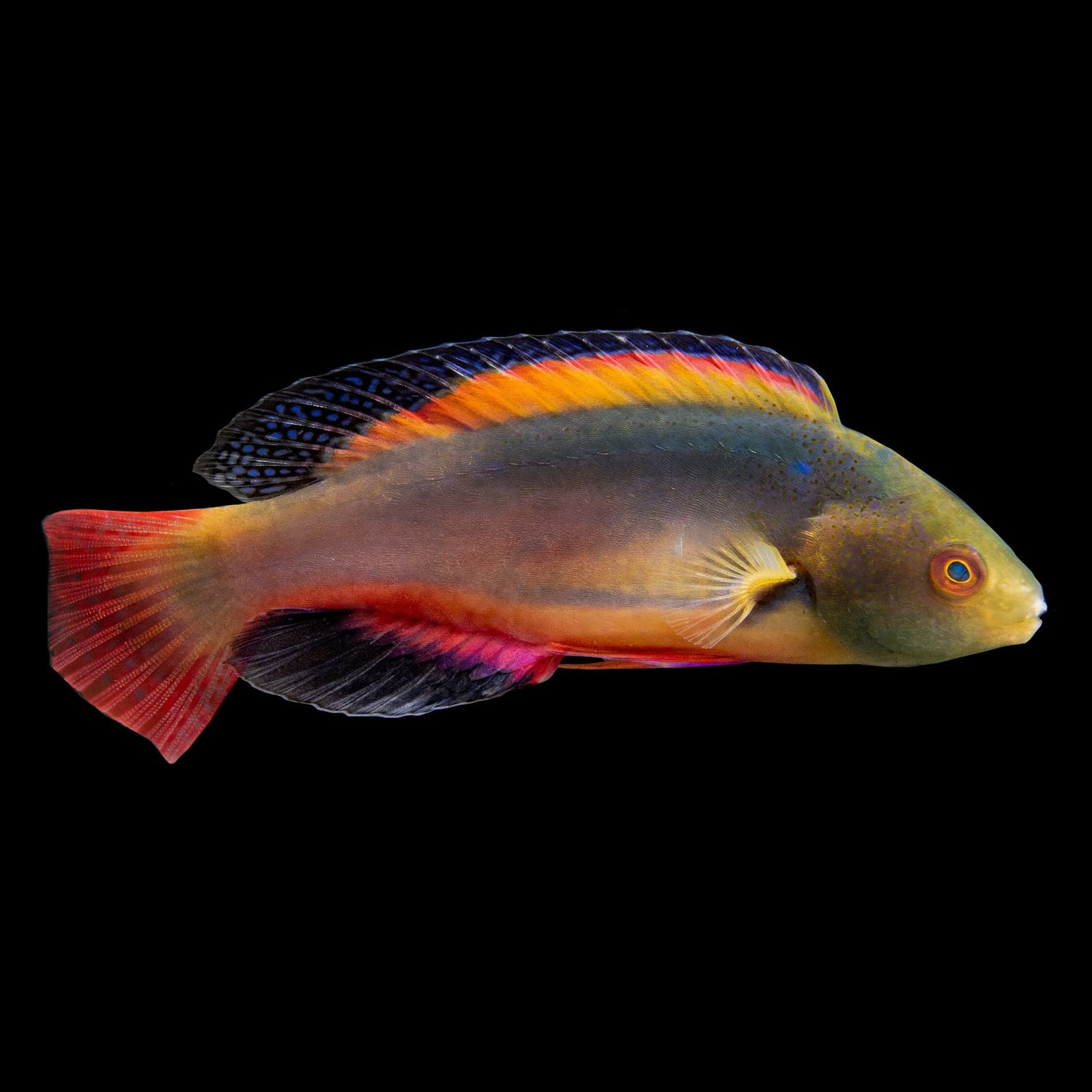 Peacock Flasher Wrasse (Cirrhilabrus Temmincki) saltwater aquarium fish