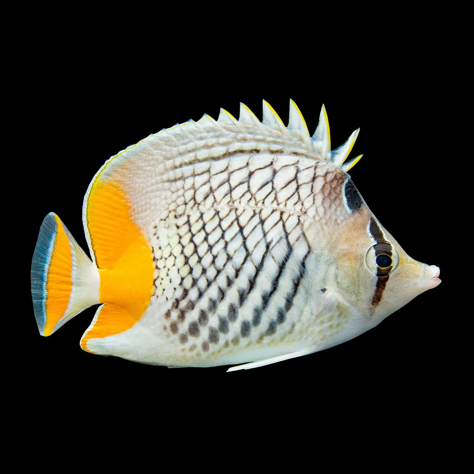 Pearlscale Butterflyfish (Chaetodon xanthurus) saltwater aquarium fish