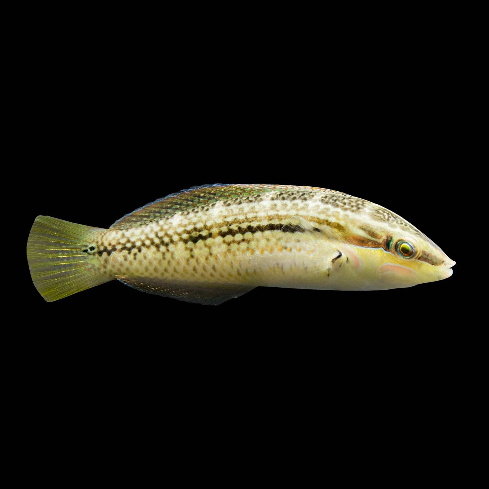 Pearly Spotted Wrasse (Halichoeres Bicolor) saltwater aquarium fish