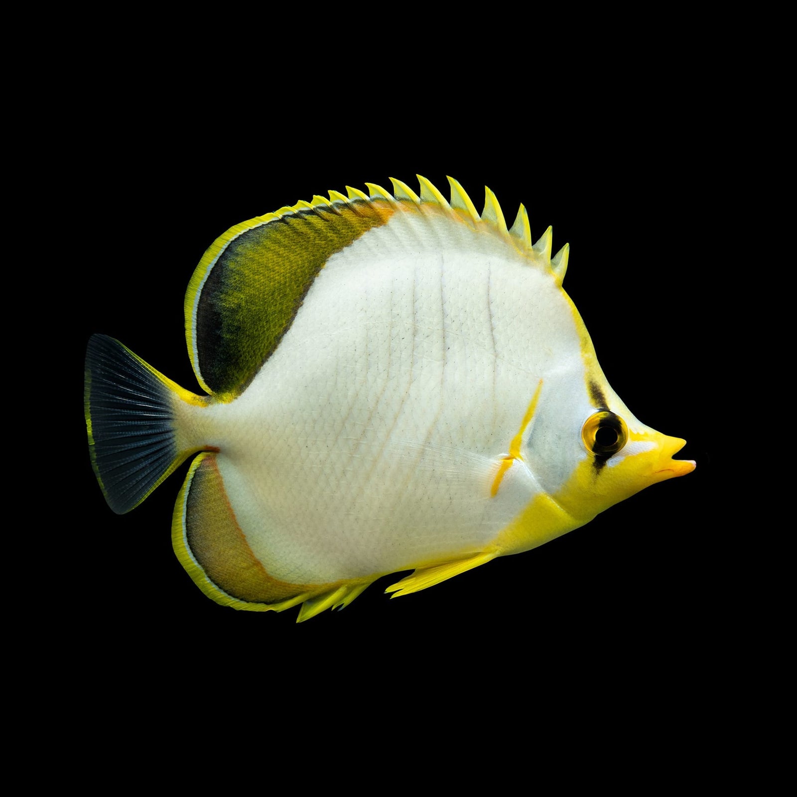 Pelewensis Butterflyfish (Chaetodon Pelewensis) saltwater aquarium fish