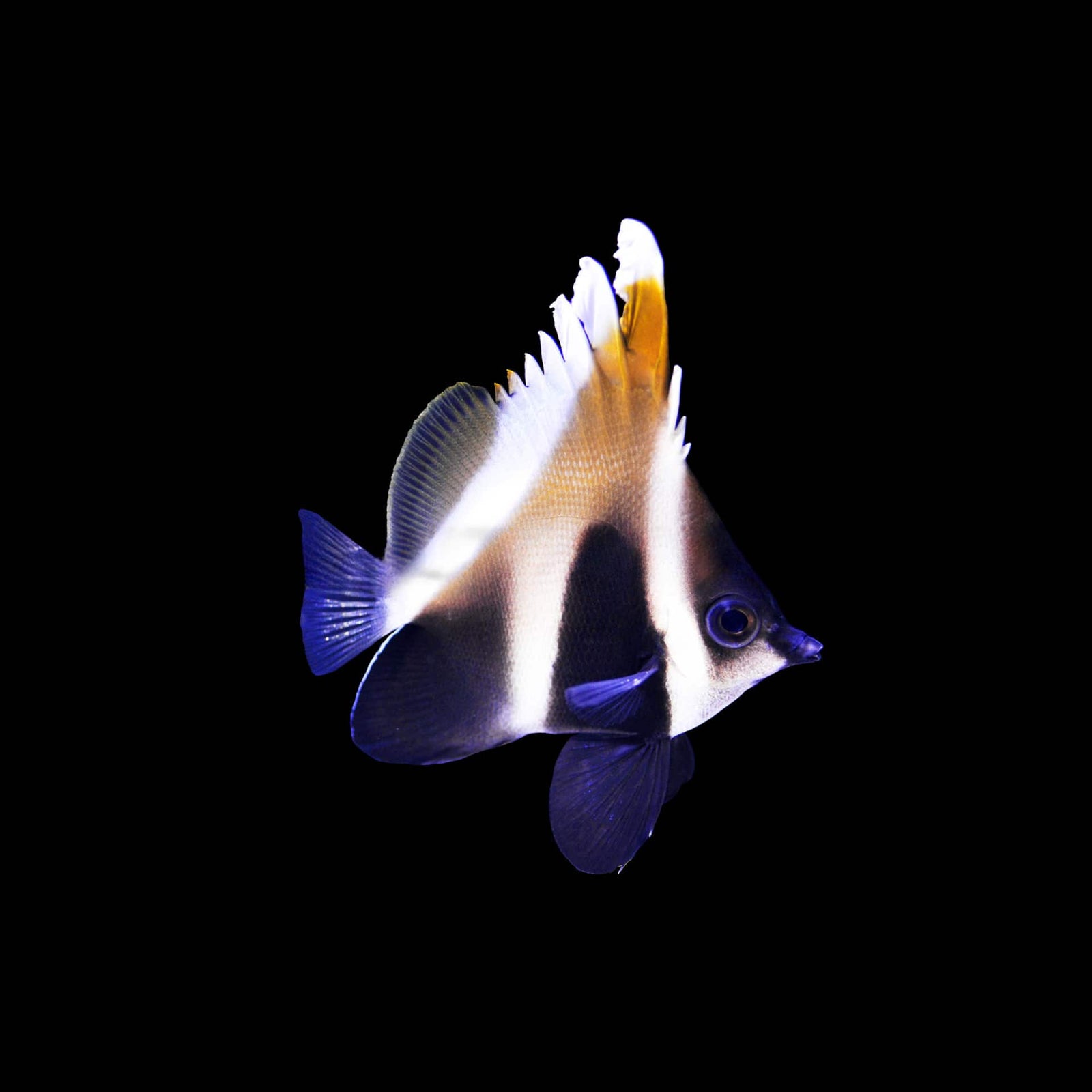 Phantom Heniochus Butterflyfish (Heniochus Pleurotaenia) saltwater aquarium fish