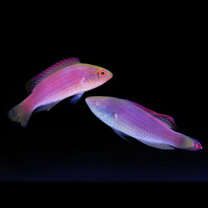 Pink Margin Fairy Wrasse (Cirrhilabrus Rubrimarginatus) saltwater aquarium fish