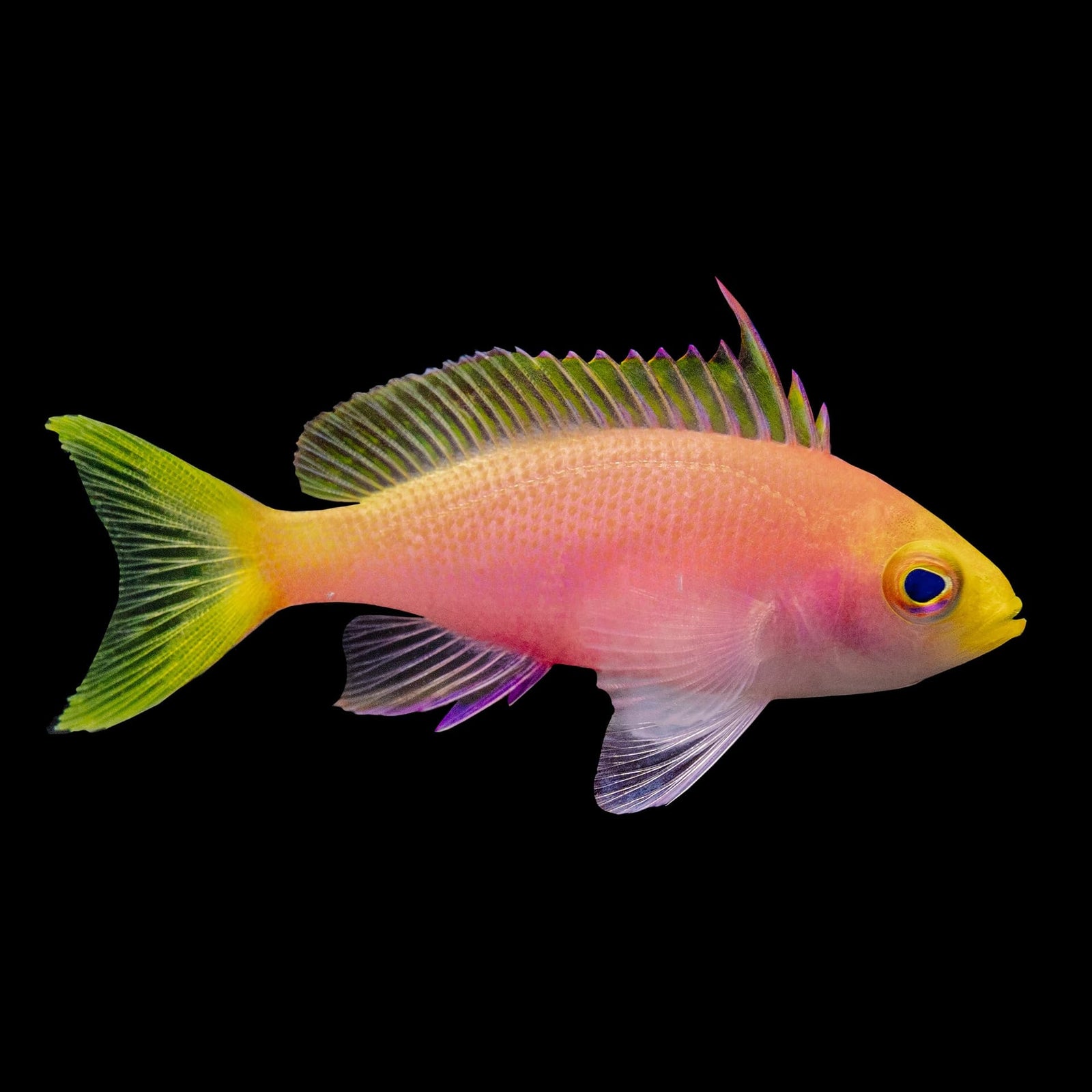 Pink Square Anthias (Pseudanthias Pleurotaenia) saltwater aquarium fish