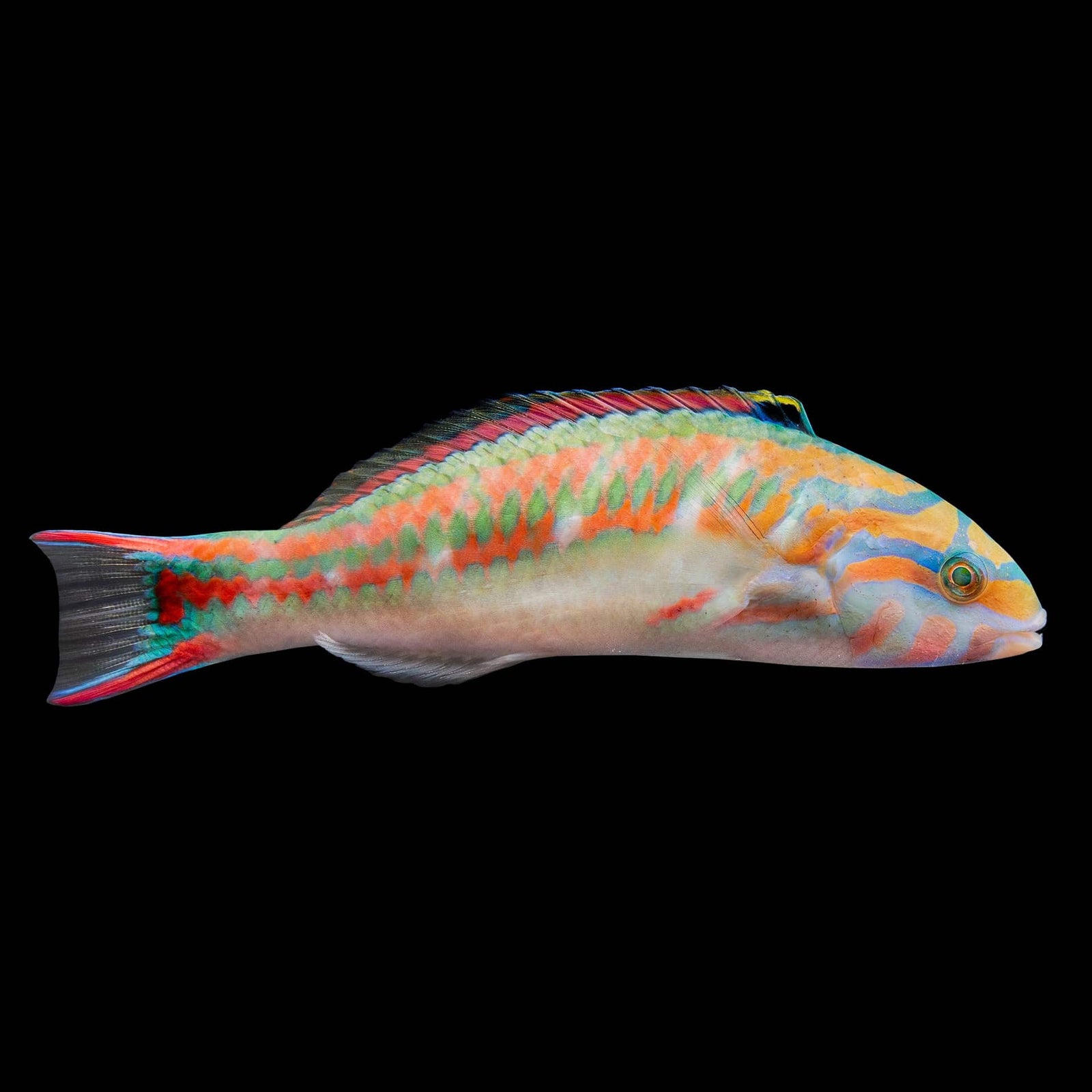 Pinkface Wrasse (Thalassoma Quinquevittatum) saltwater aquarium fish