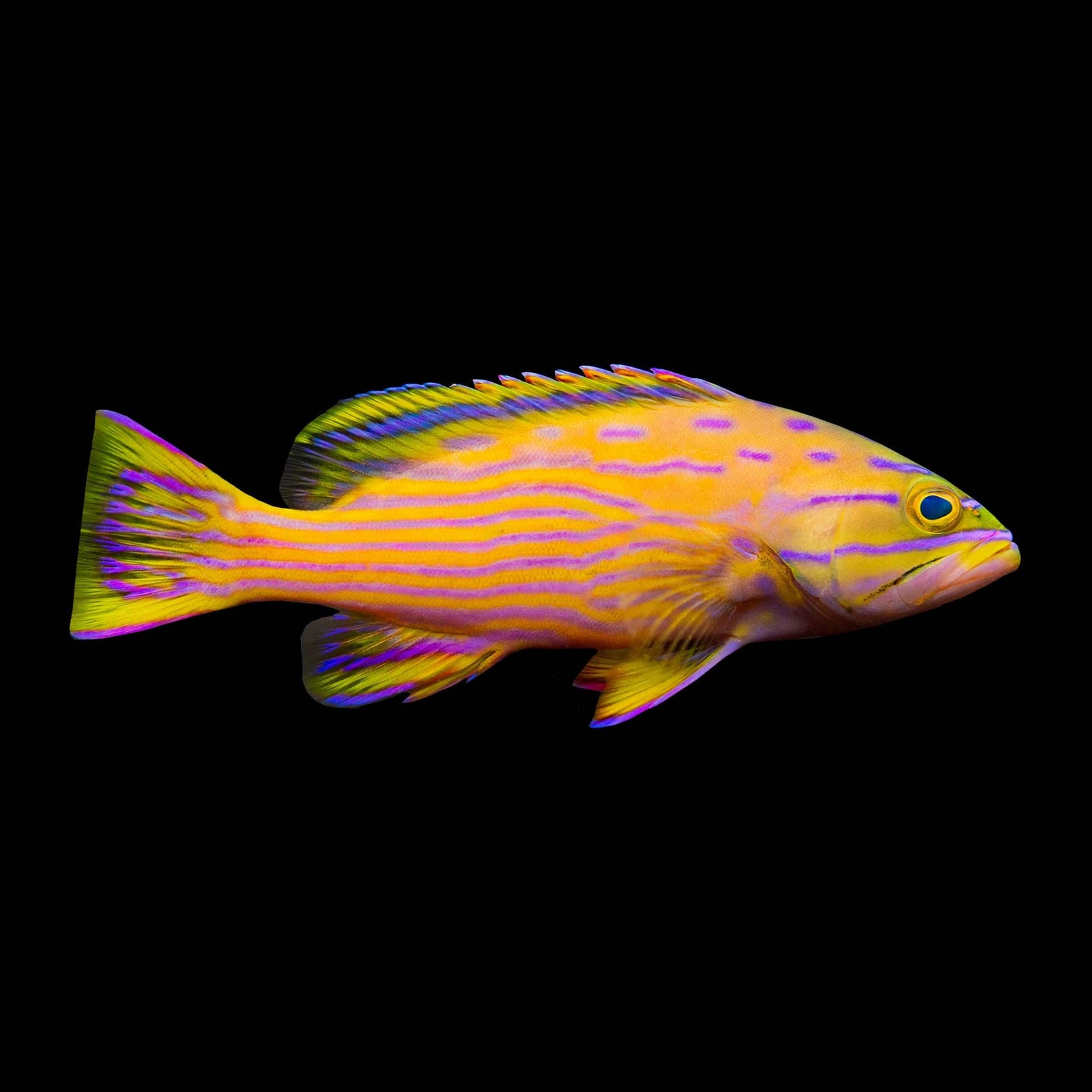 Polleni Grouper (Cephalopholis Polleni) saltwater aquarium fish